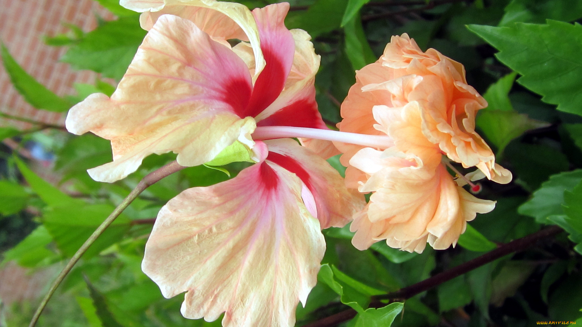 цветы, гибискусы, макро