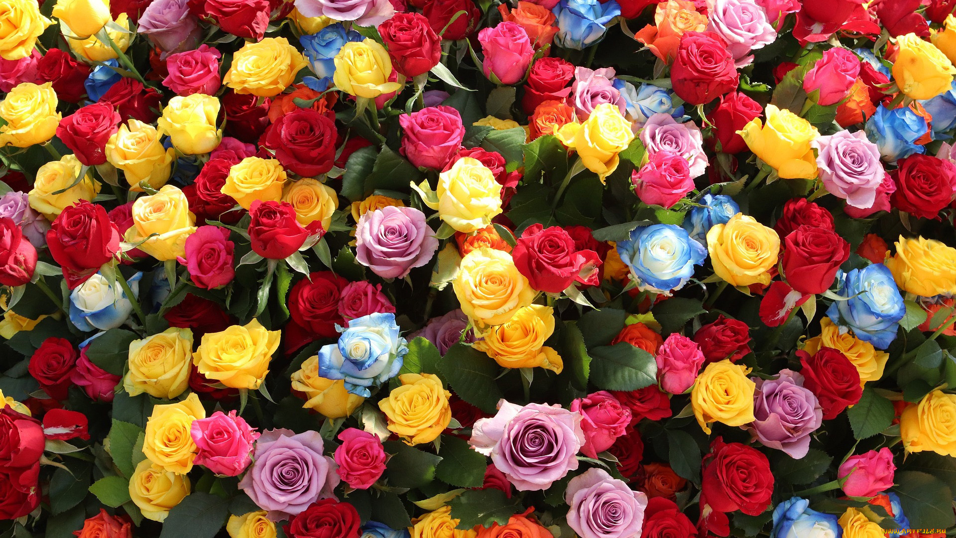 цветы, розы, бутоны