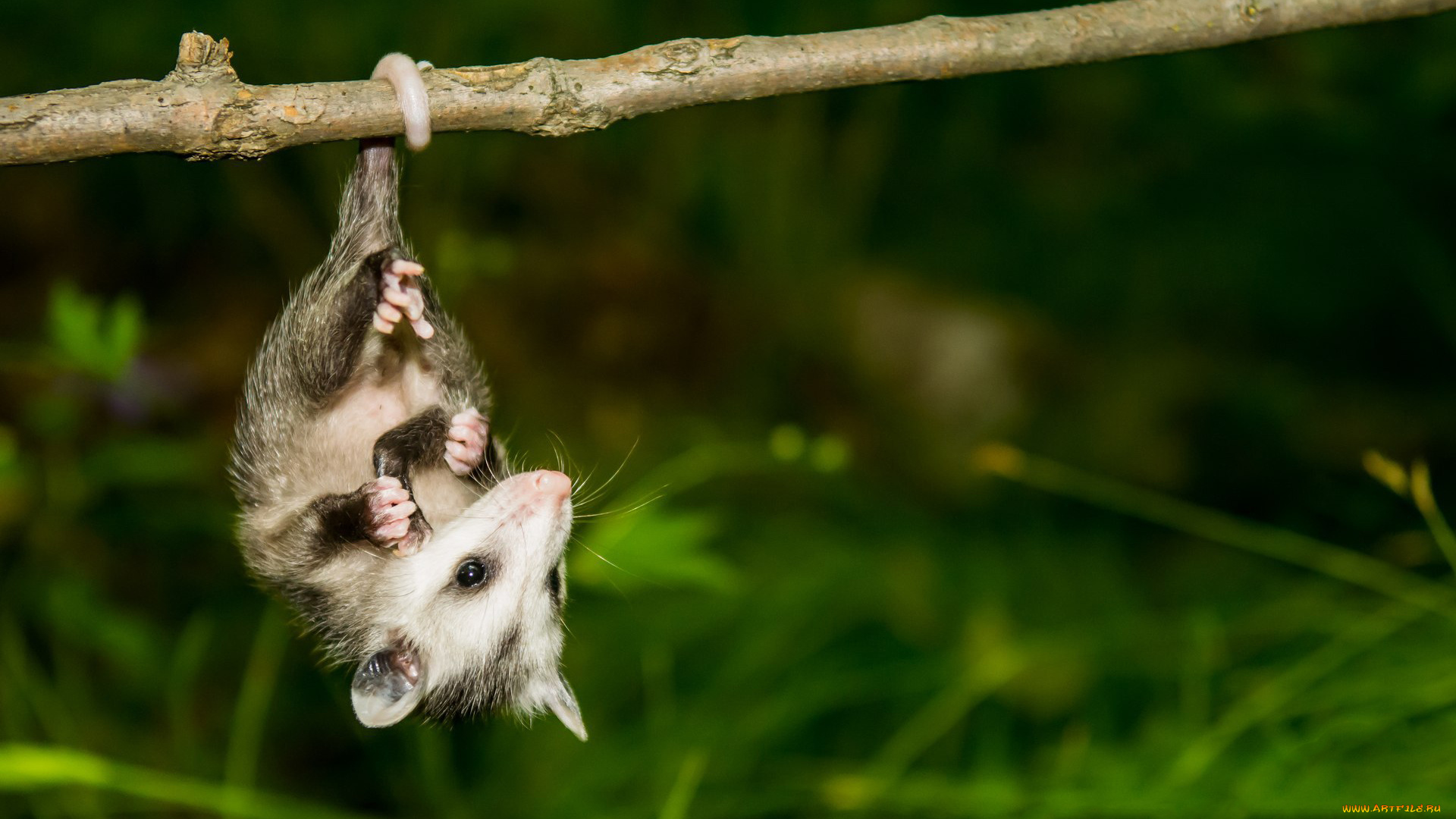 opossum, животные, опоссумы, опоссум, опоссумовые, зверёк, мех, хвостик, мордочка, млекопитающие