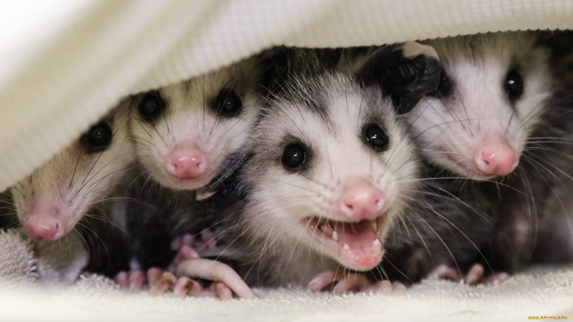 possums, животные, опоссумы, детёныши, opossum, опоссум, опоссумовые, зверёк, мех, хвостик, мордочка, млекопитающие