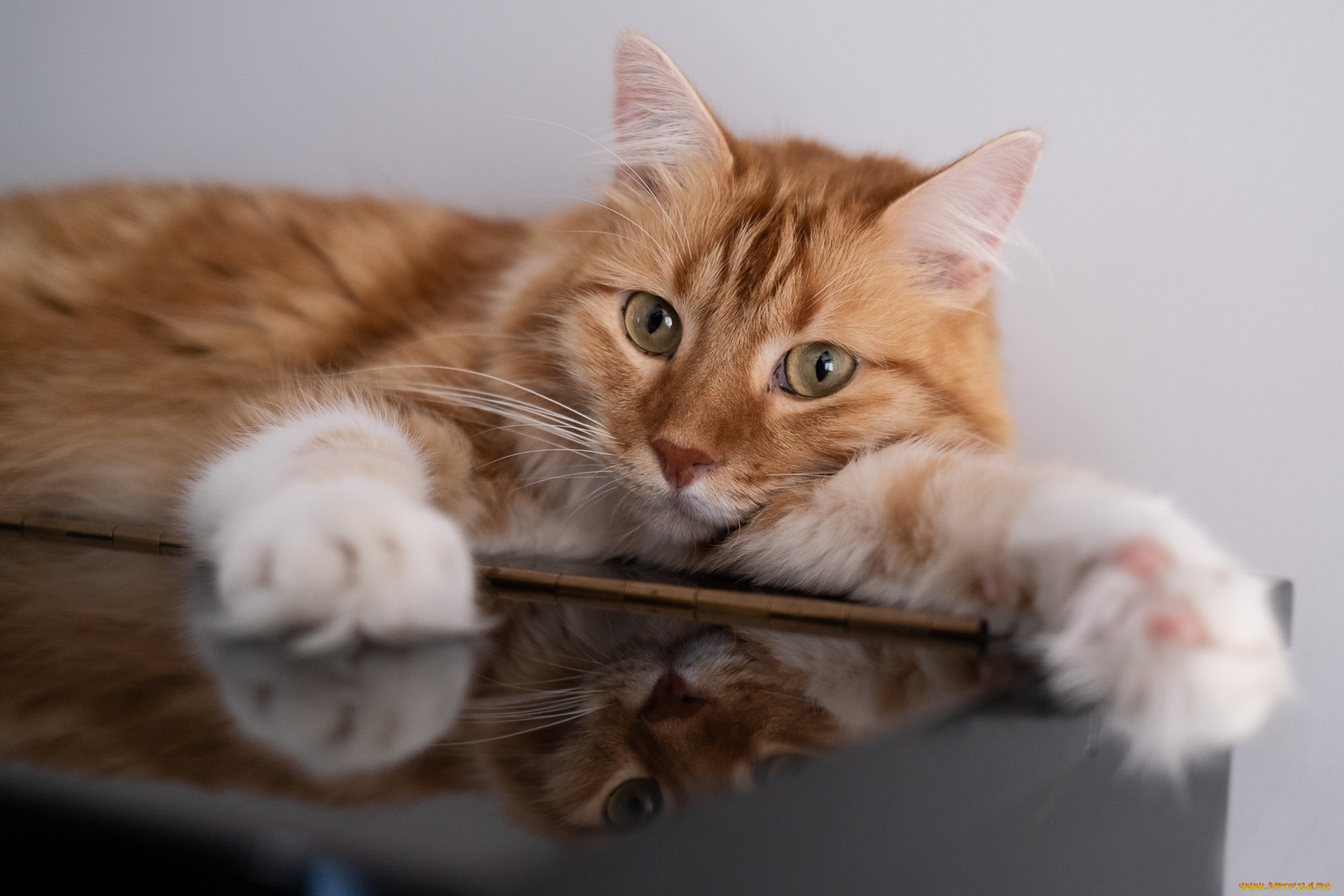 животные, коты, рыжий