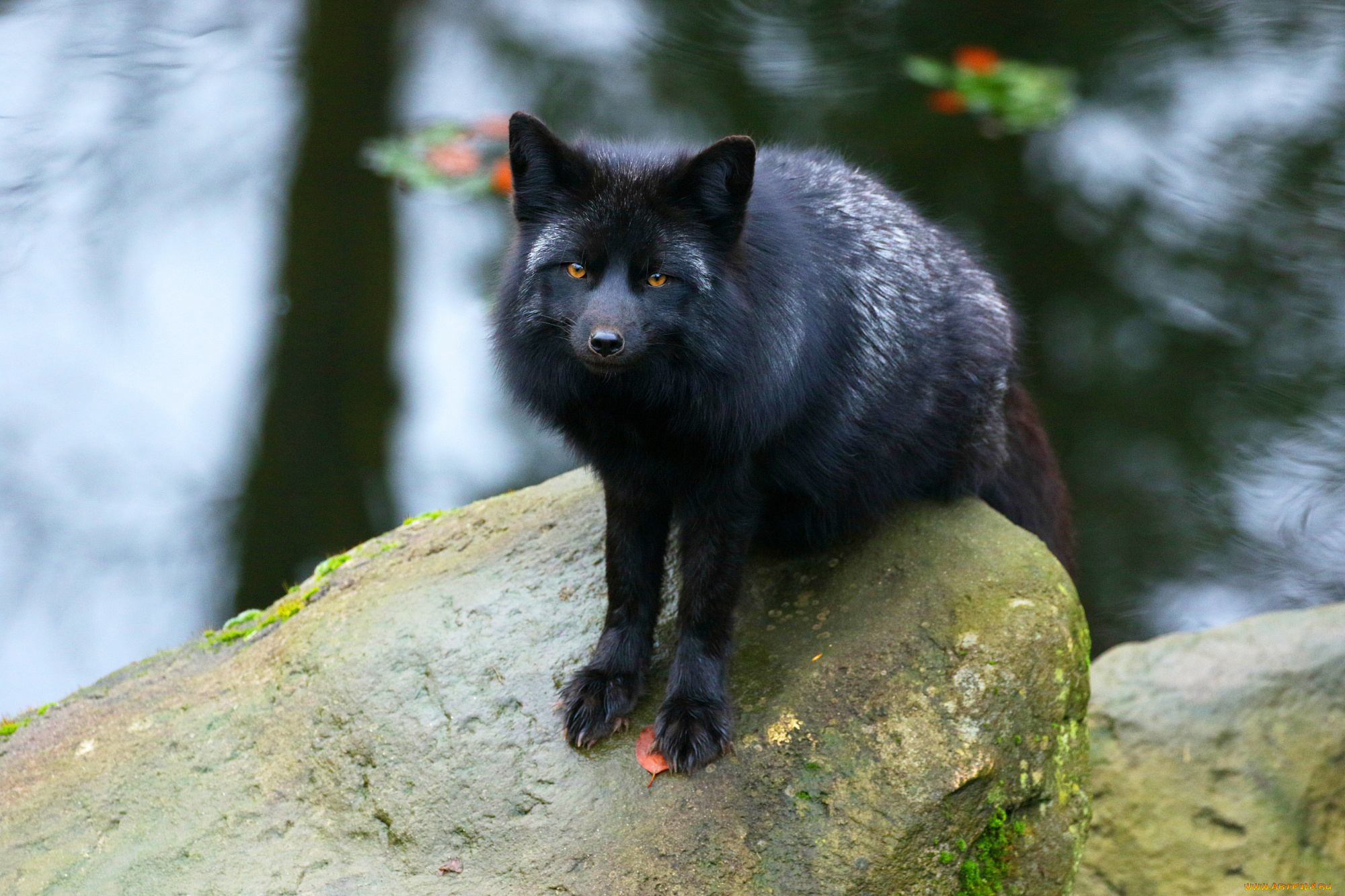 чернобурая, лисица, животные, лисы, чернобурая, лисица, black, fox, чернобурка, псовые, лисицы, млекопитающие, мех, пушнина, чёрная, лиса, хищник