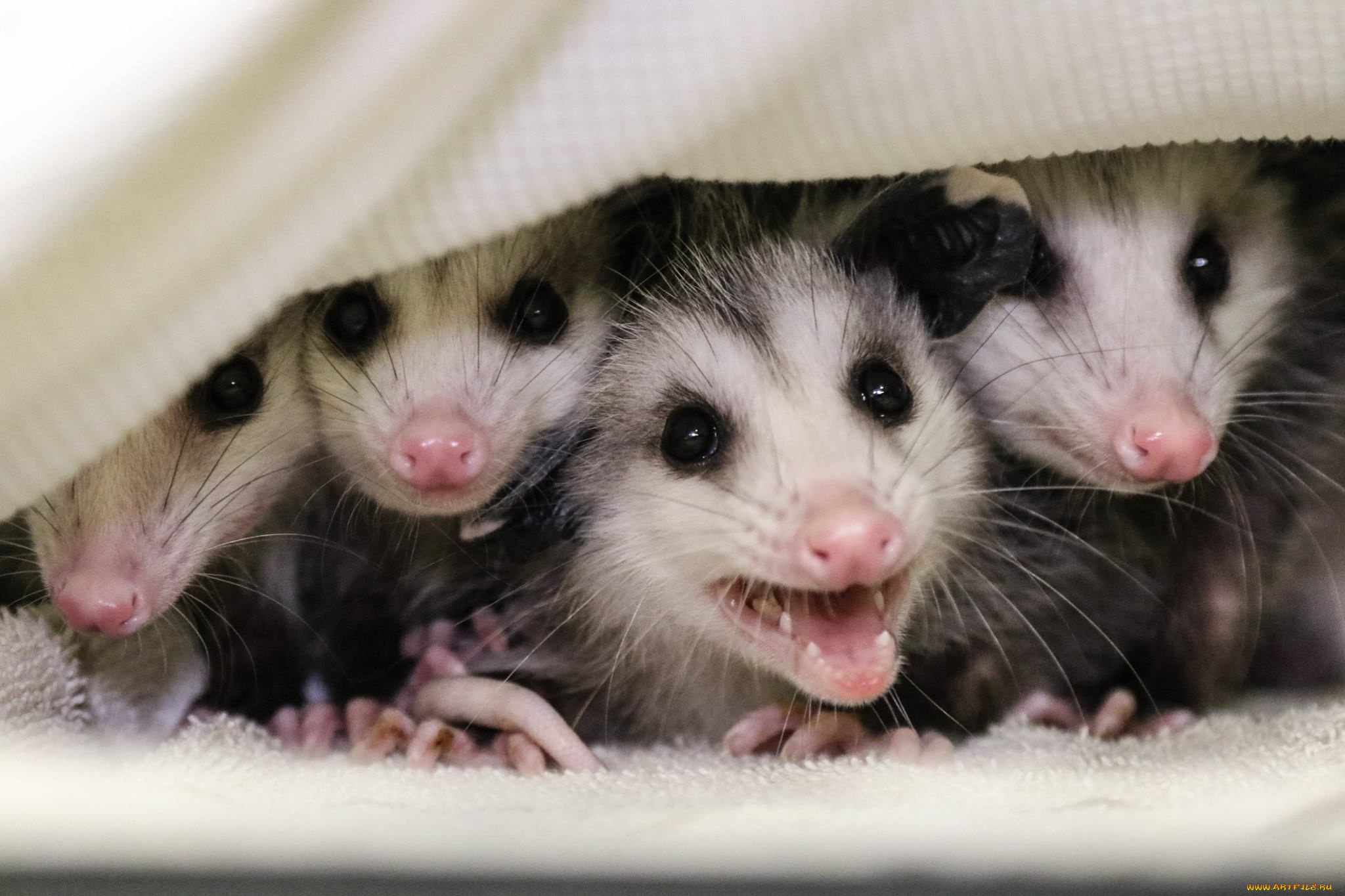 possums, животные, опоссумы, детёныши, opossum, опоссум, опоссумовые, зверёк, мех, хвостик, мордочка, млекопитающие