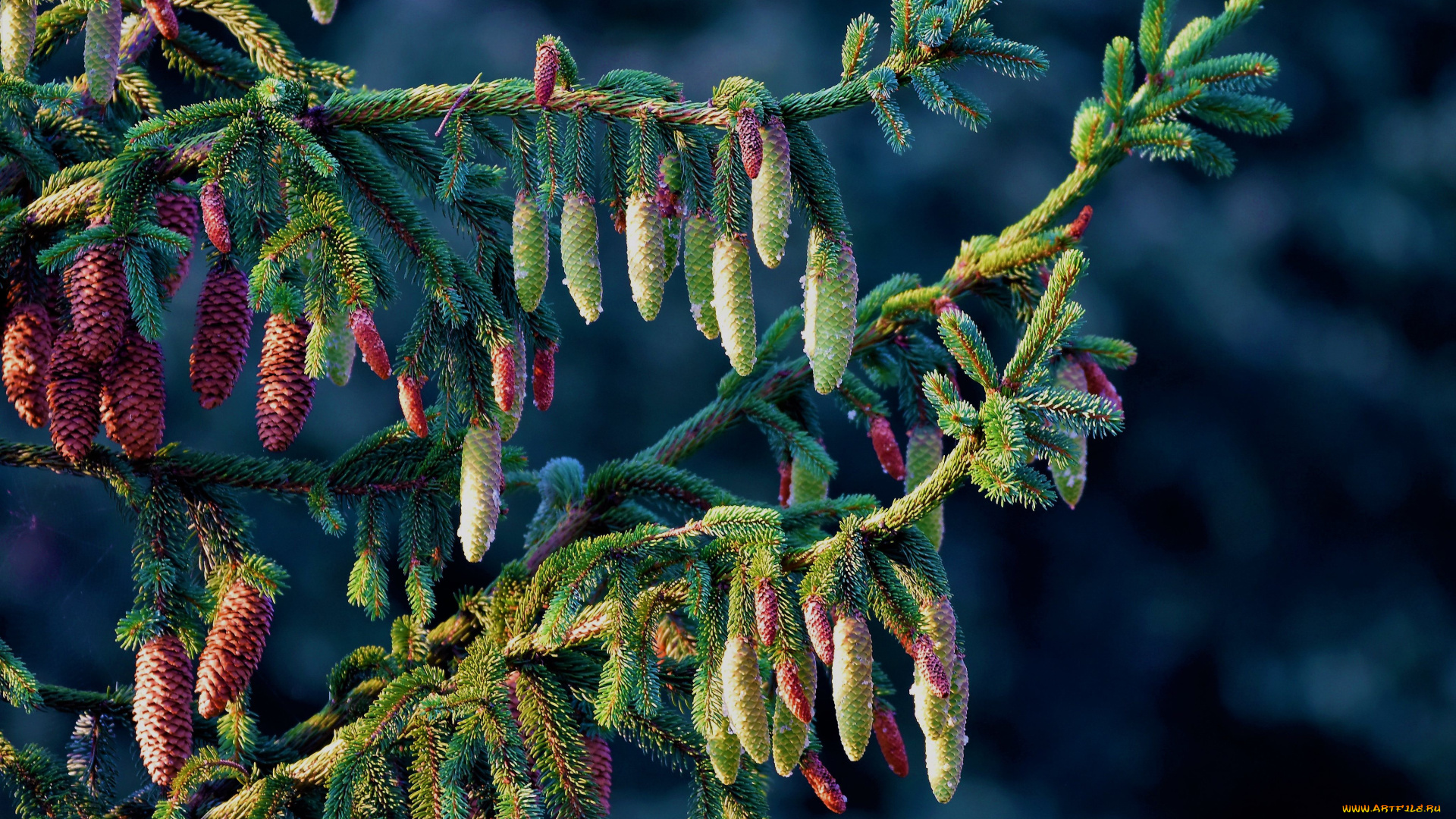 природа, деревья, ветки, ель, шишки