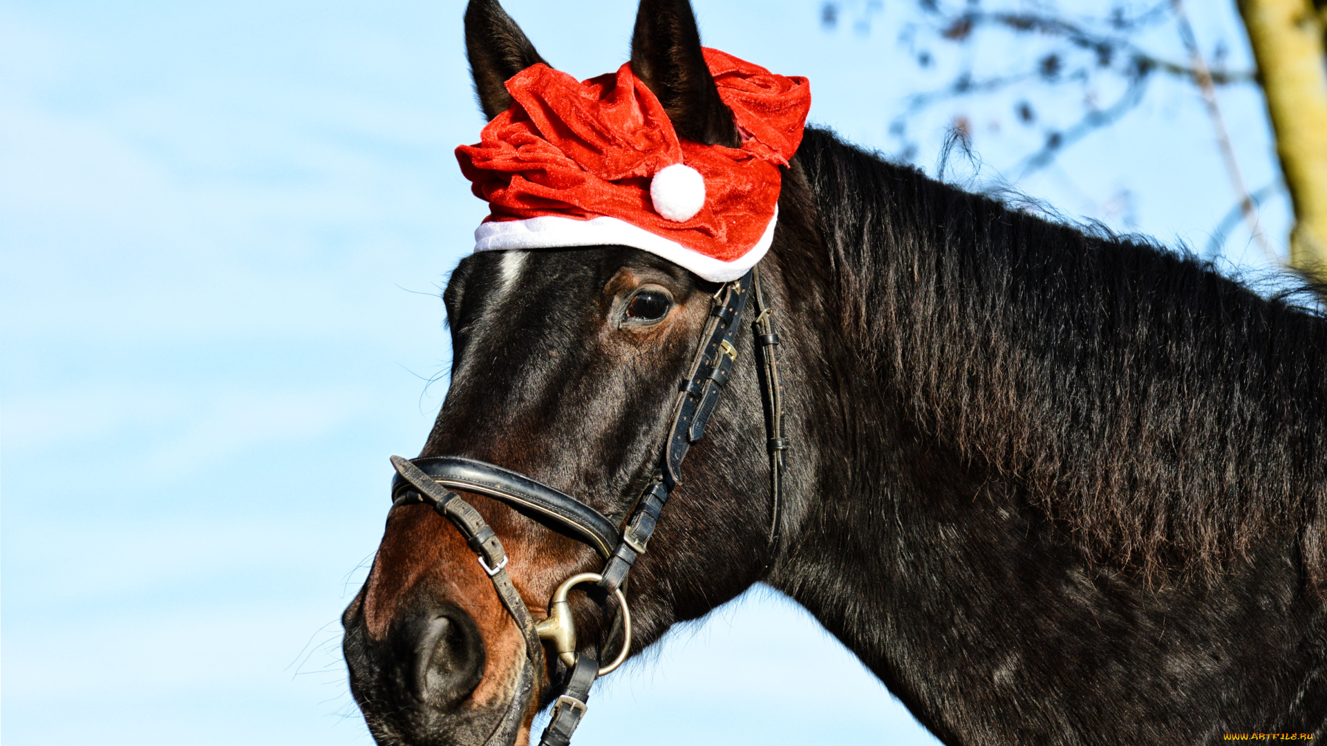 животные, лошади, лошадь, голова, шапочка