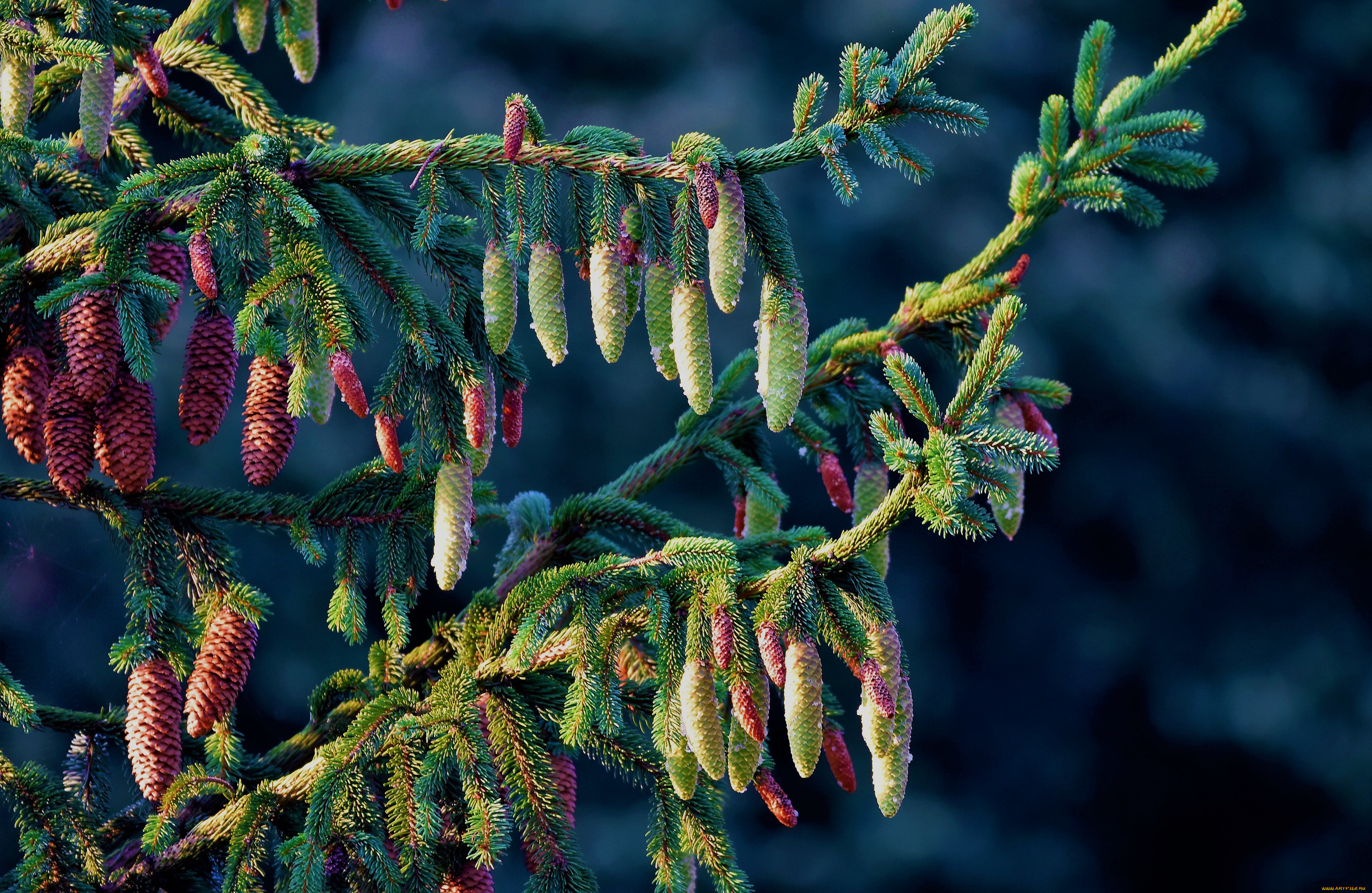 природа, деревья, ветки, ель, шишки