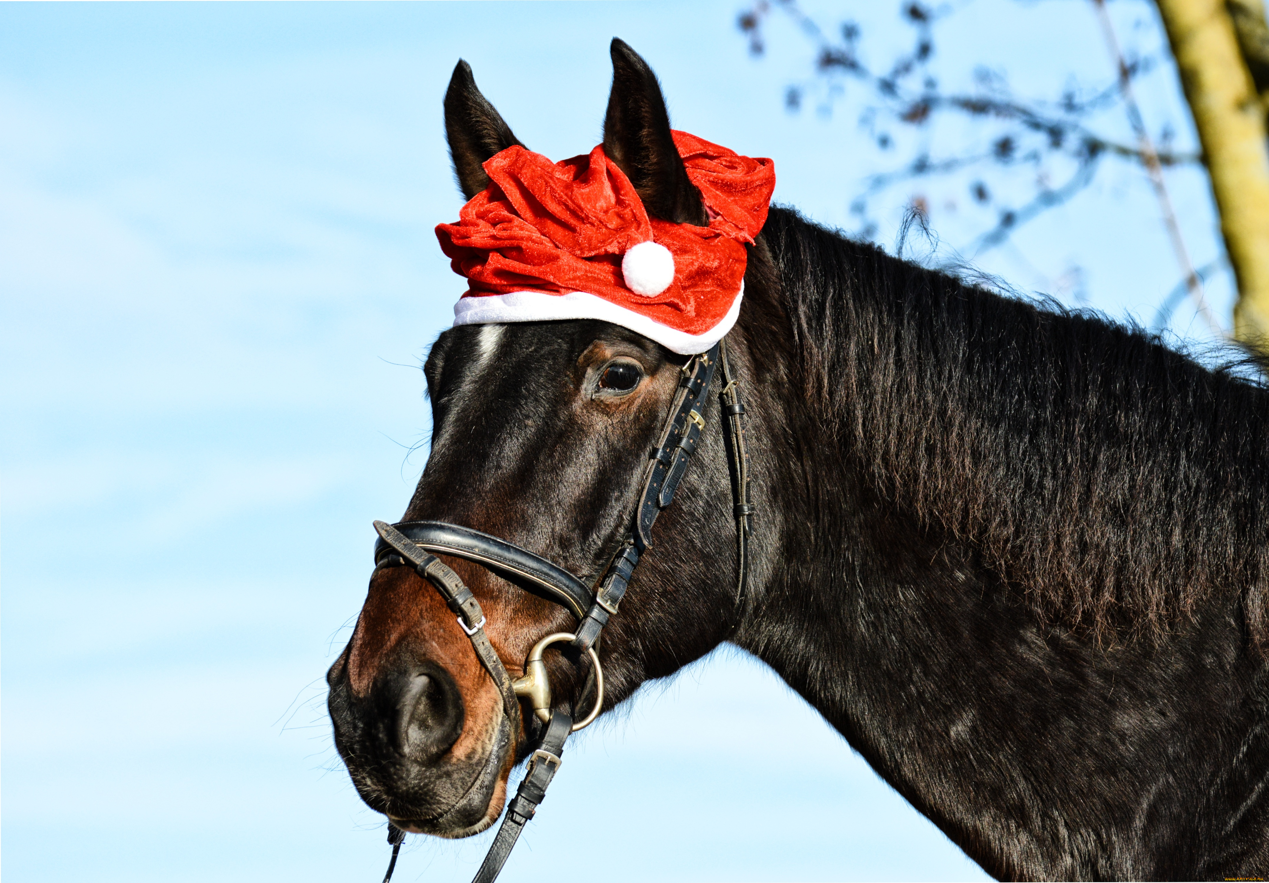 животные, лошади, лошадь, голова, шапочка