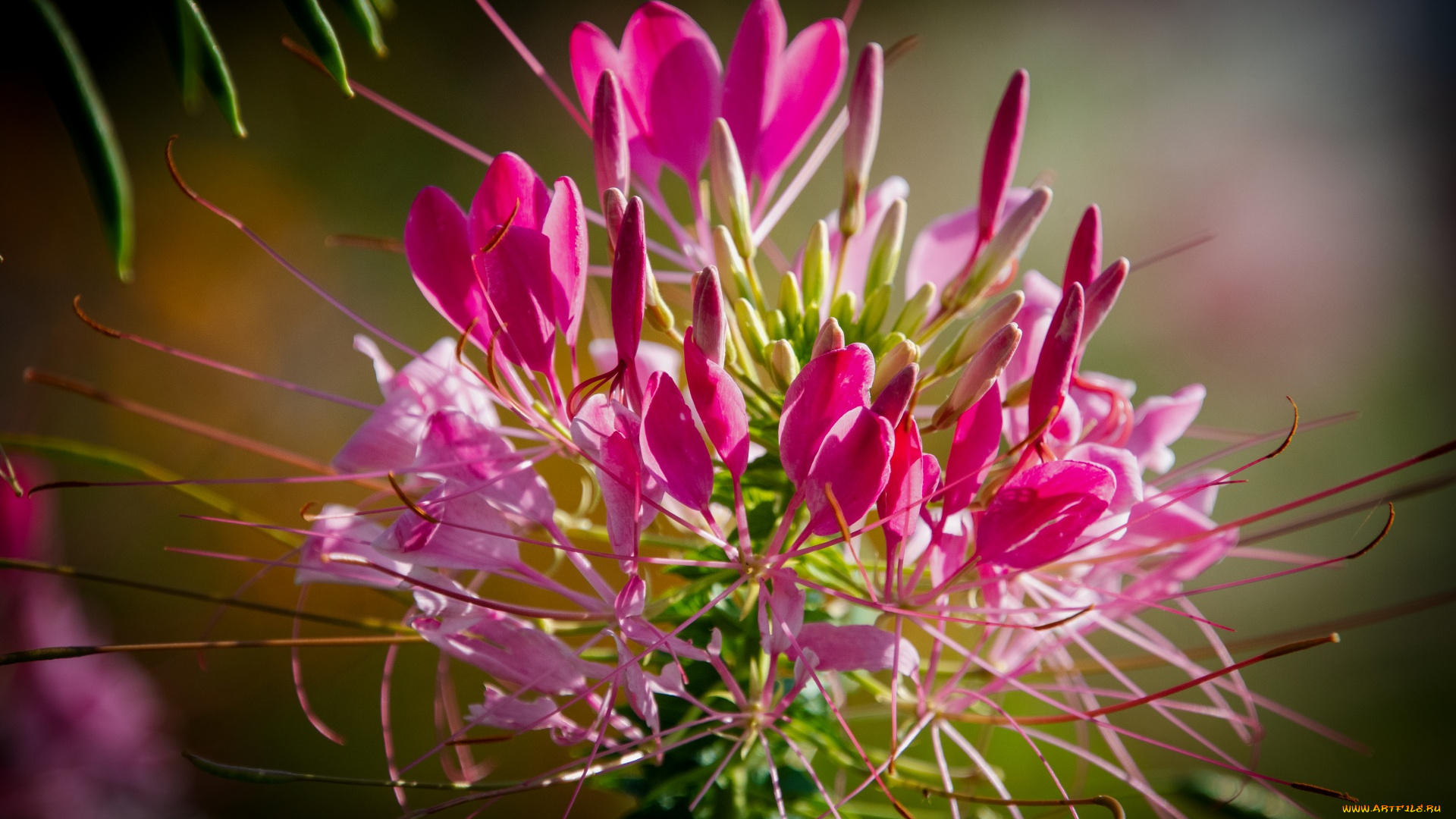 цветы, клеомы, розовая, клеома, макро