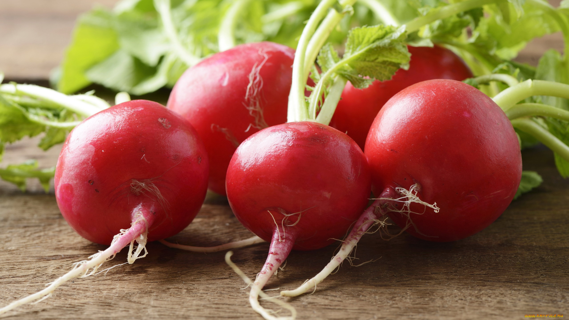 еда, редис, , репа, , редька, красный, макро