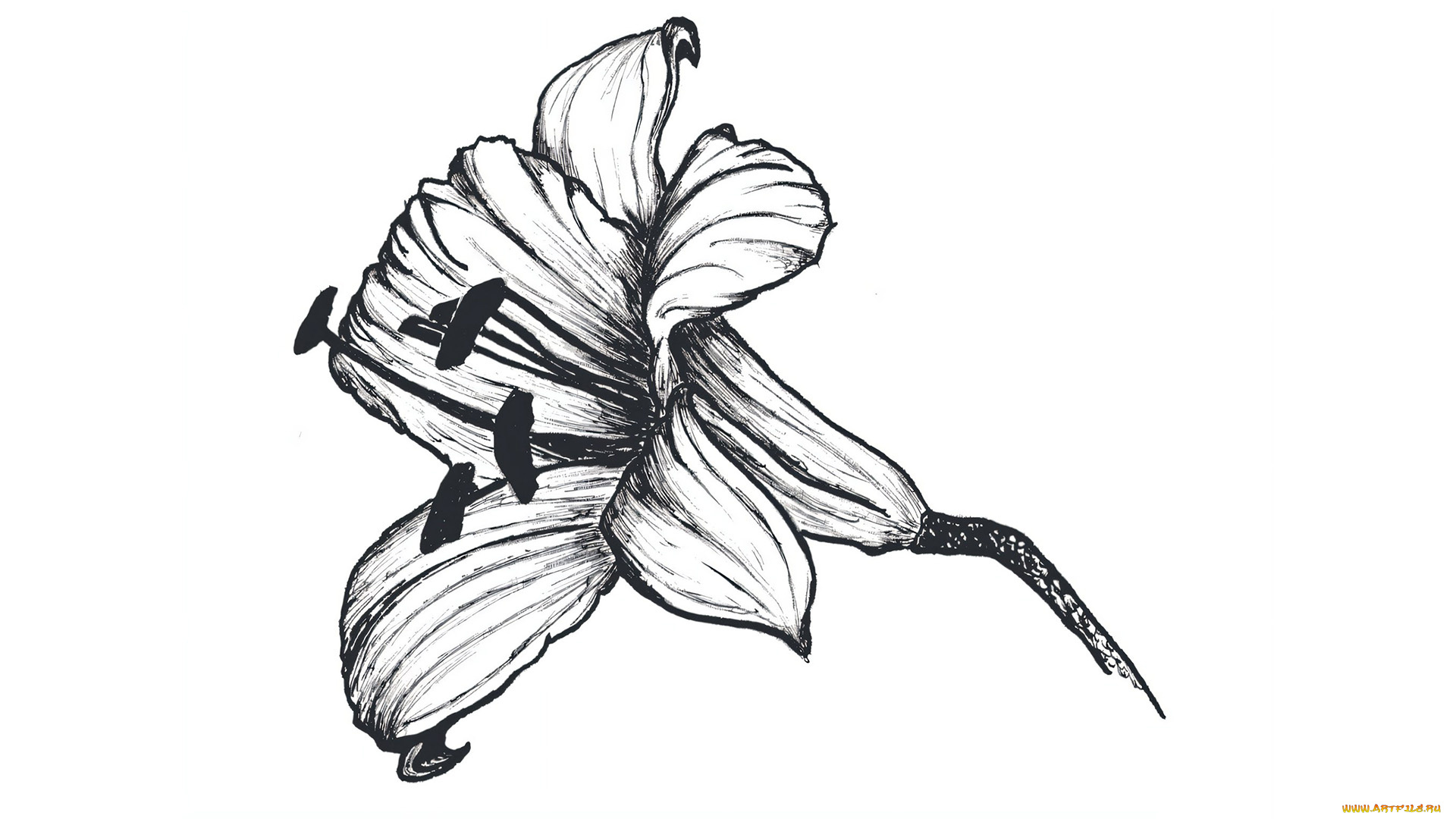 оригинал, 295310, рисованное, цветы, рисунок