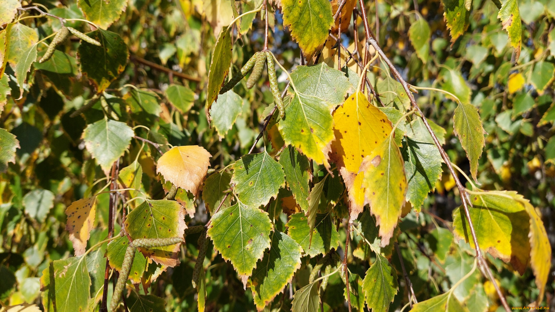 природа, листья, берёза