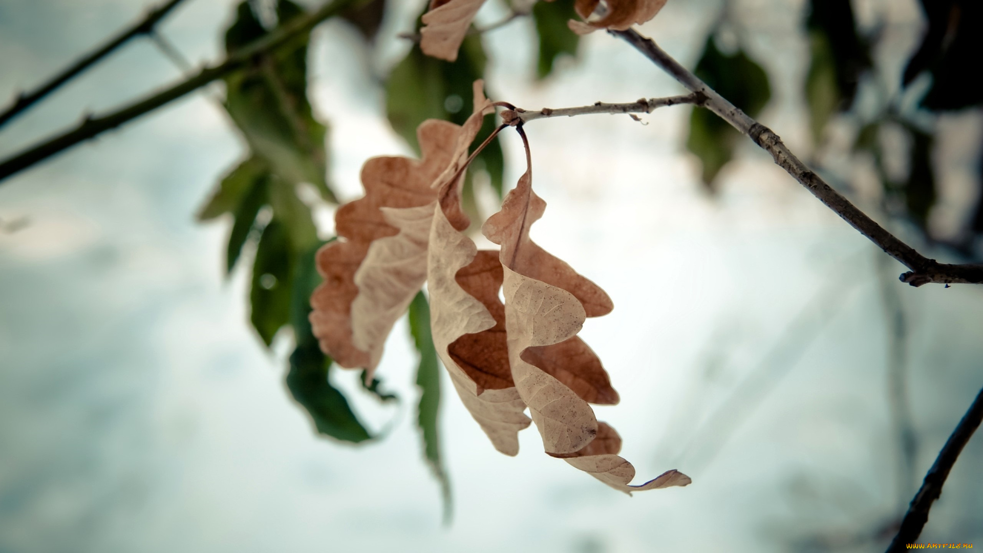 природа, листья, снег, ветки