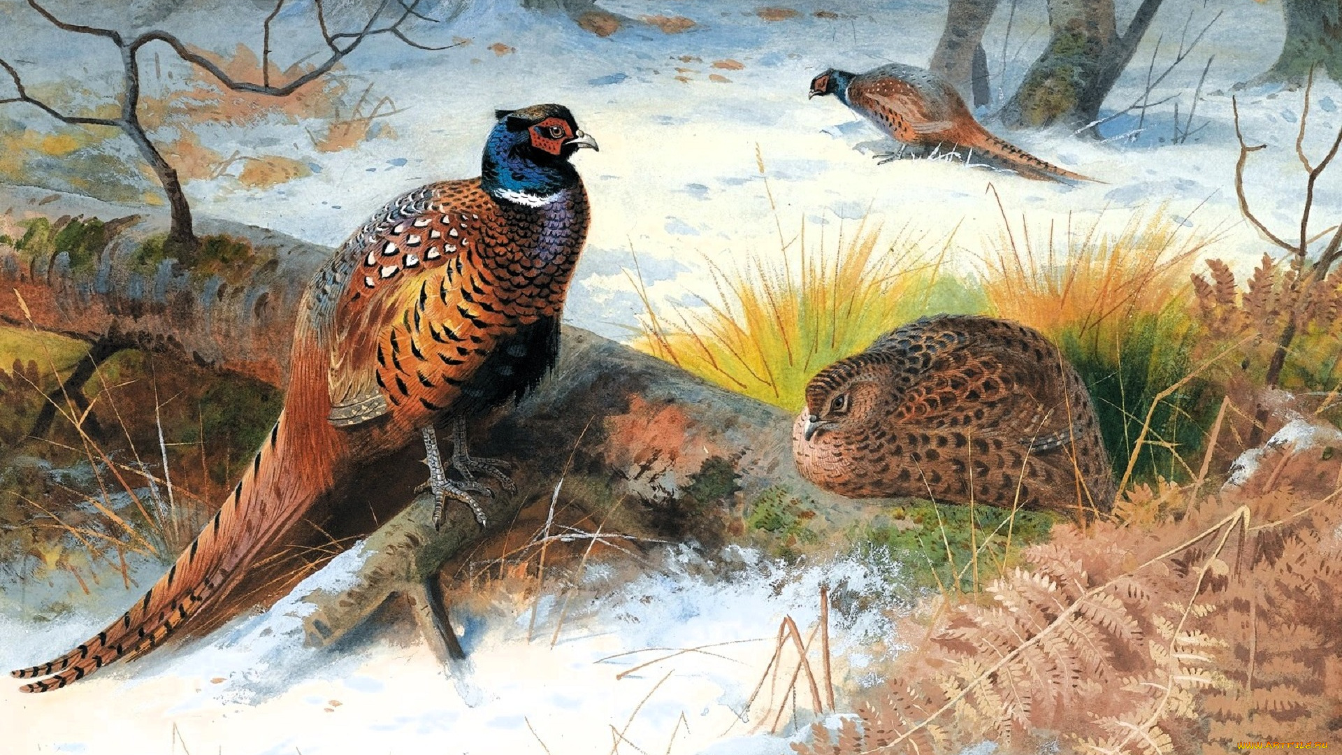 рисованное, archibald, thorburn, фазаны, снег, лес, бревно, папоротник