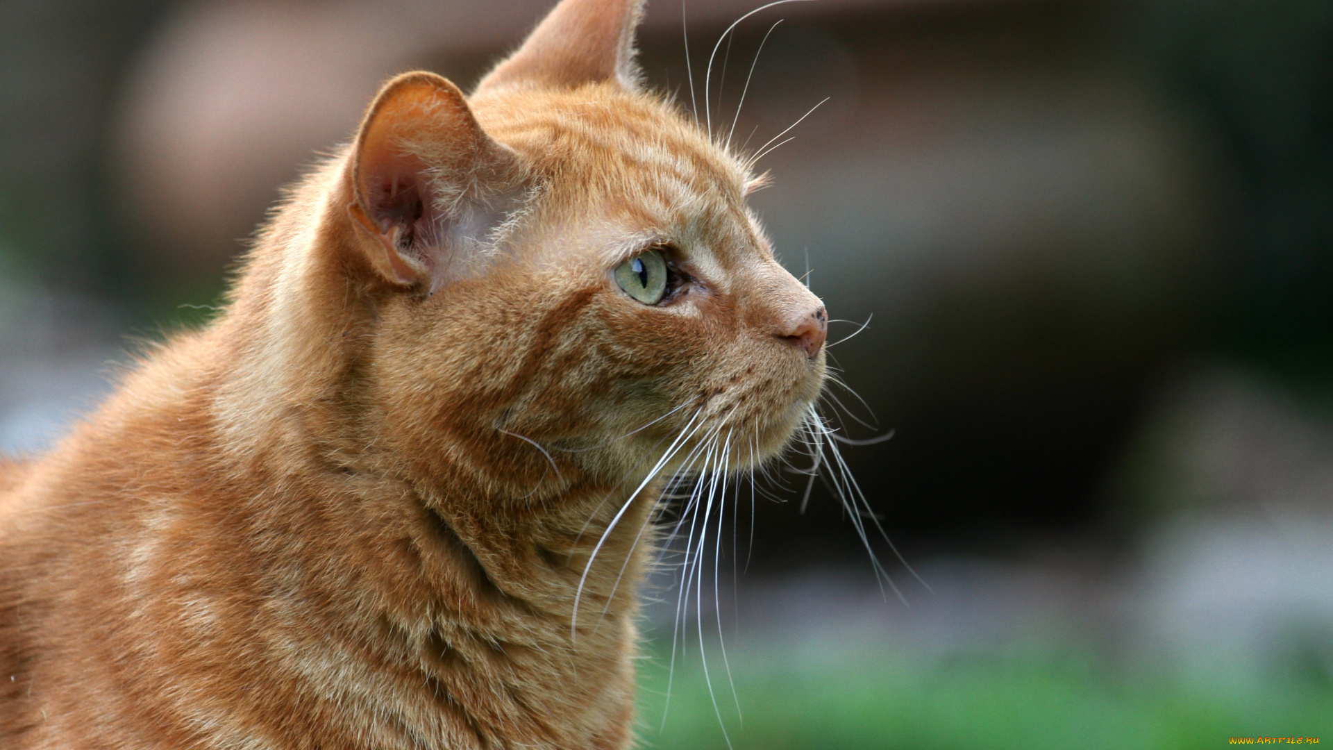 животные, коты, кот, кошка