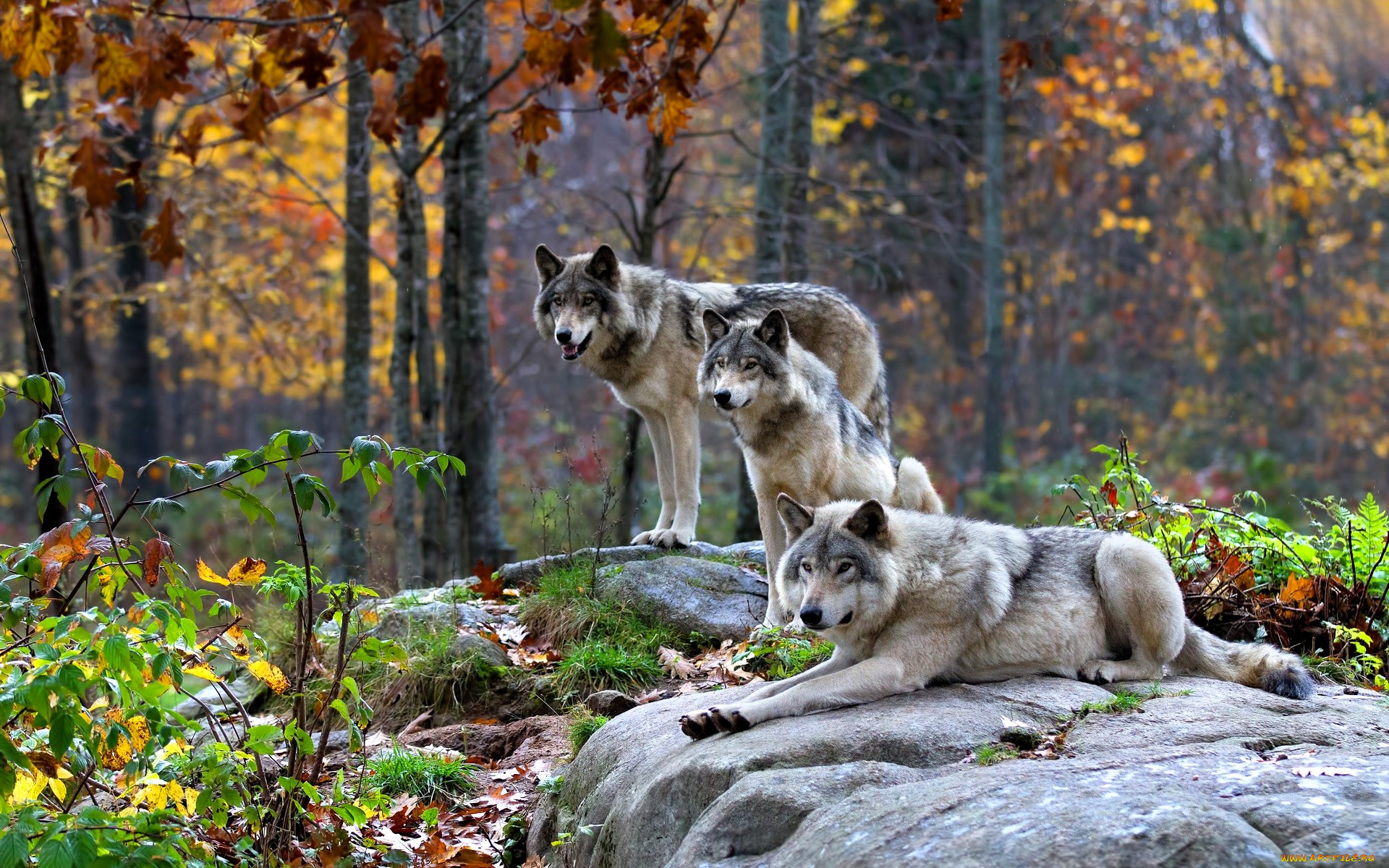животные, волки, , койоты, , шакалы, камни, лес, осень
