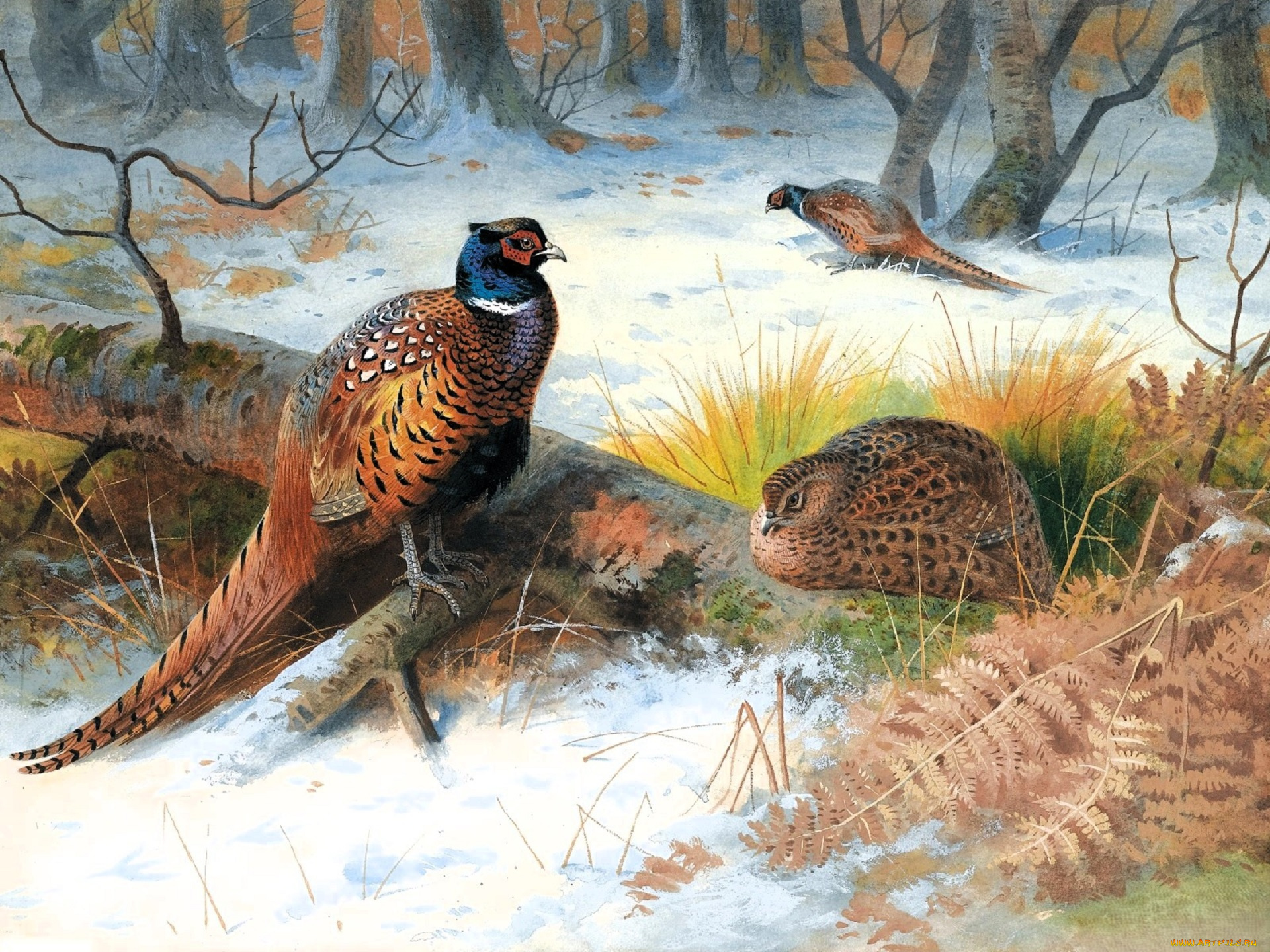 рисованное, archibald, thorburn, фазаны, снег, лес, бревно, папоротник