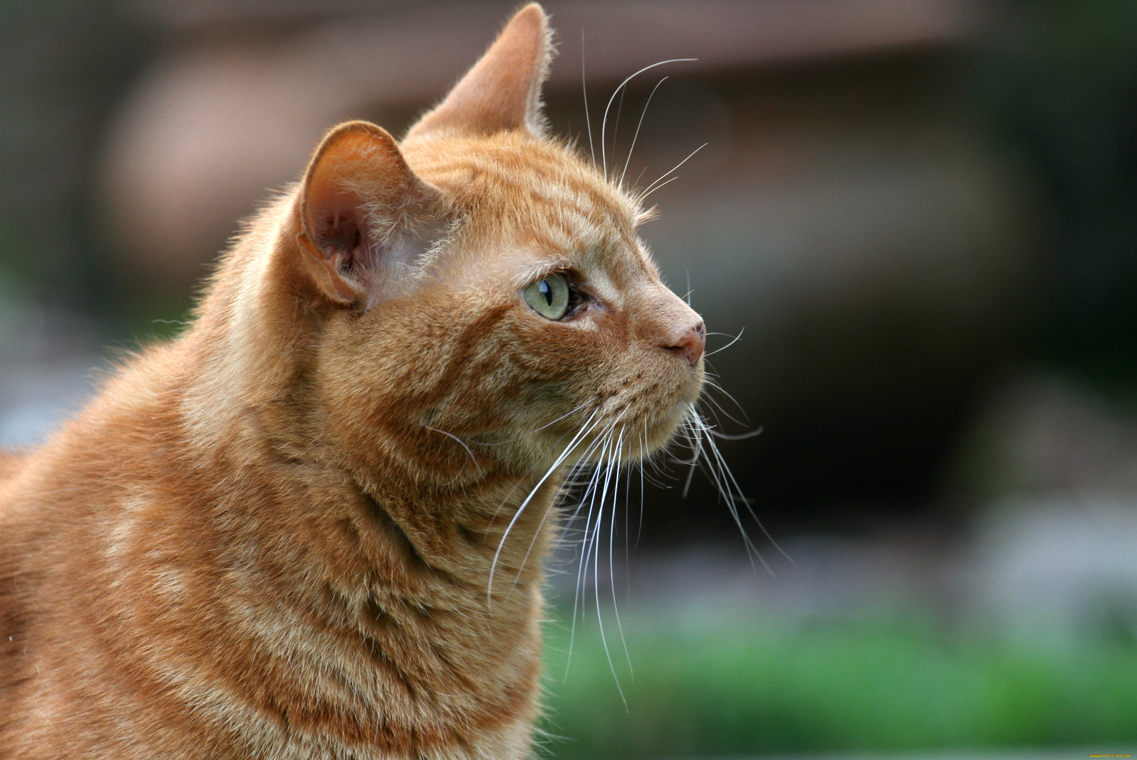 животные, коты, кот, кошка