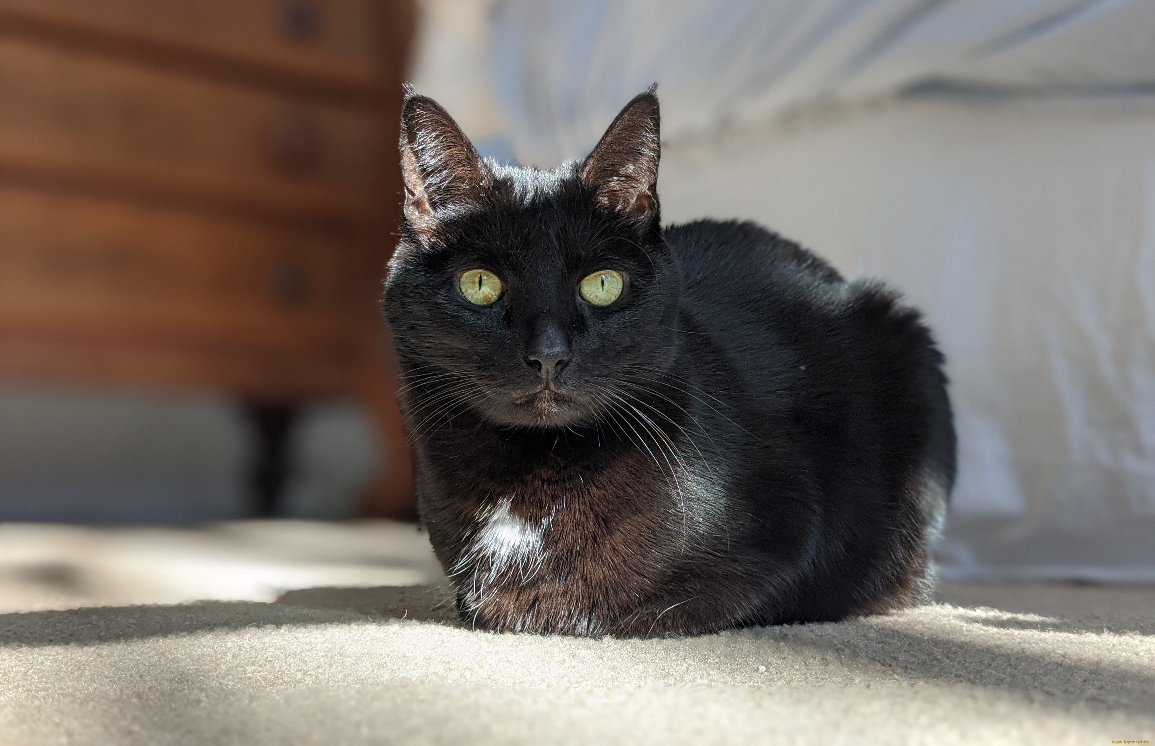 животные, коты, кот, кошка