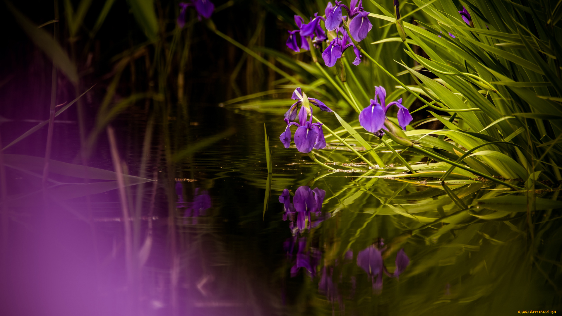 цветы, ирисы