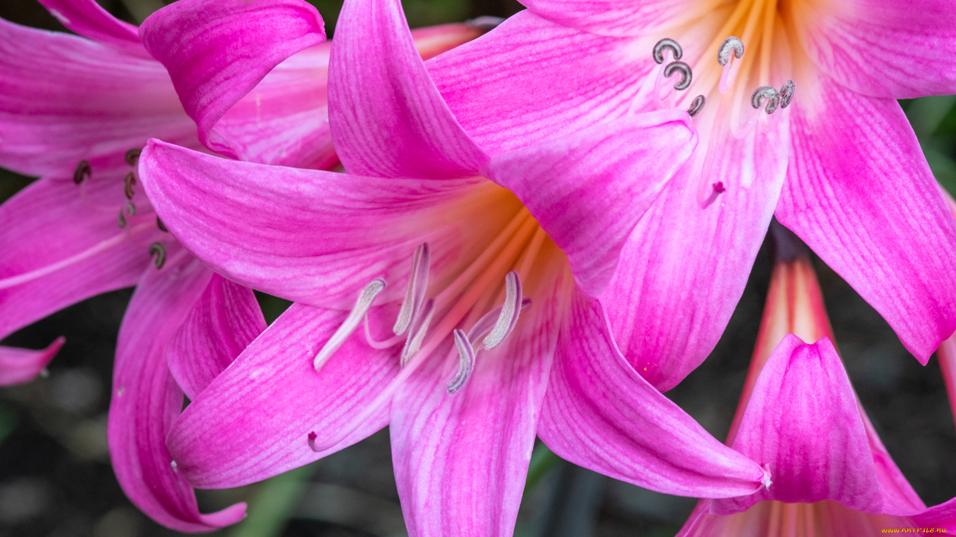 цветы, лилии, , лилейники