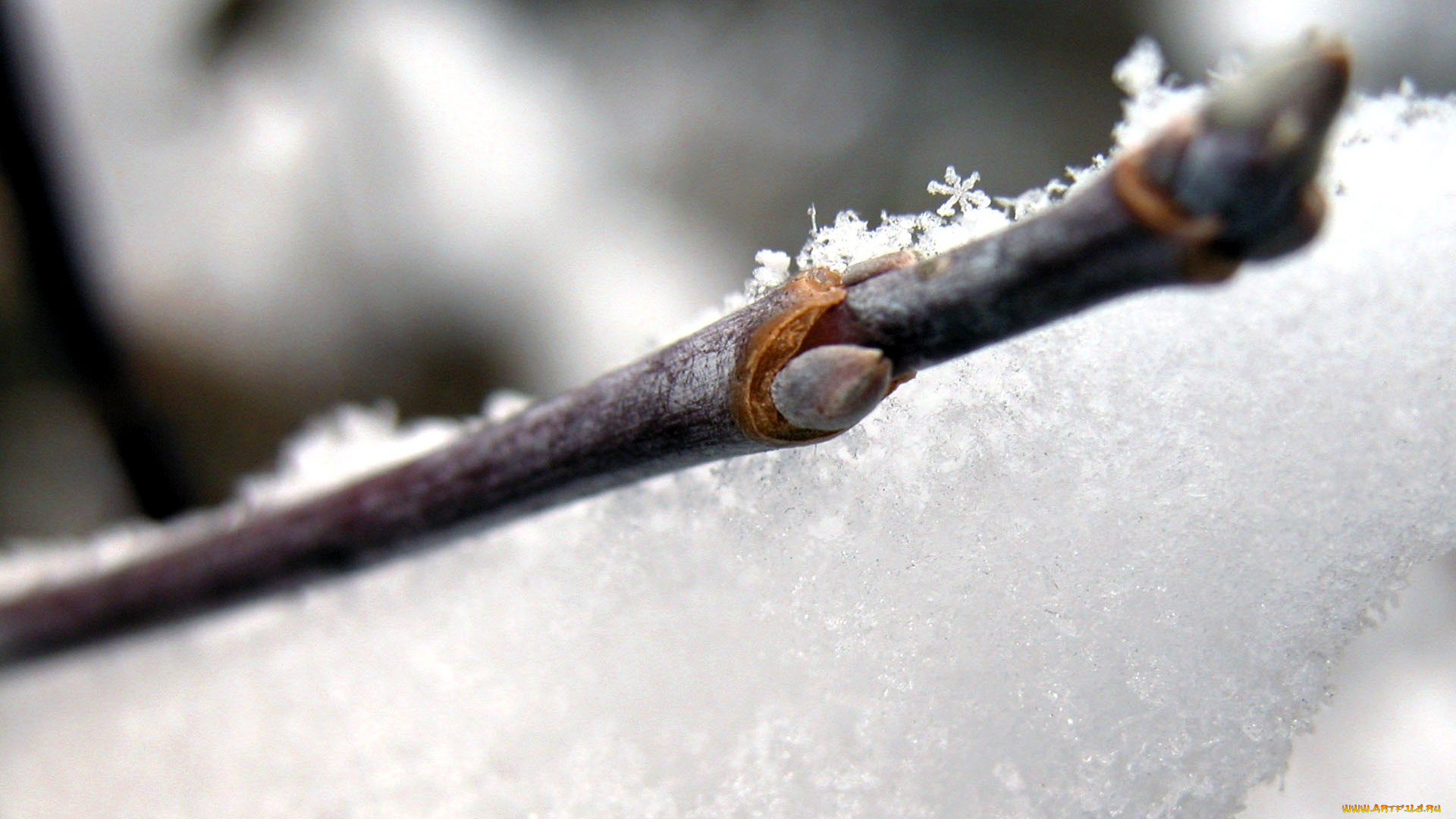 природа, макро, ветка, снег