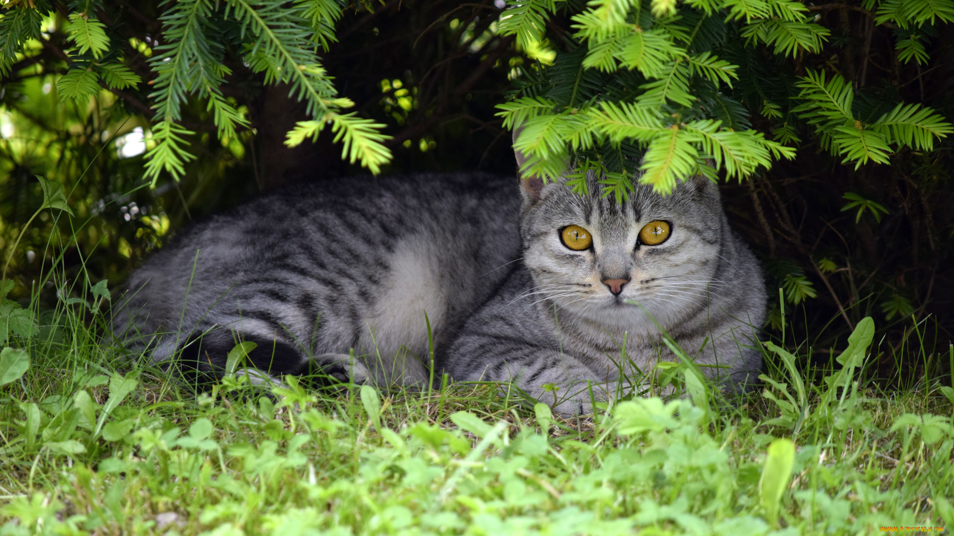 животные, коты, кот, кошка