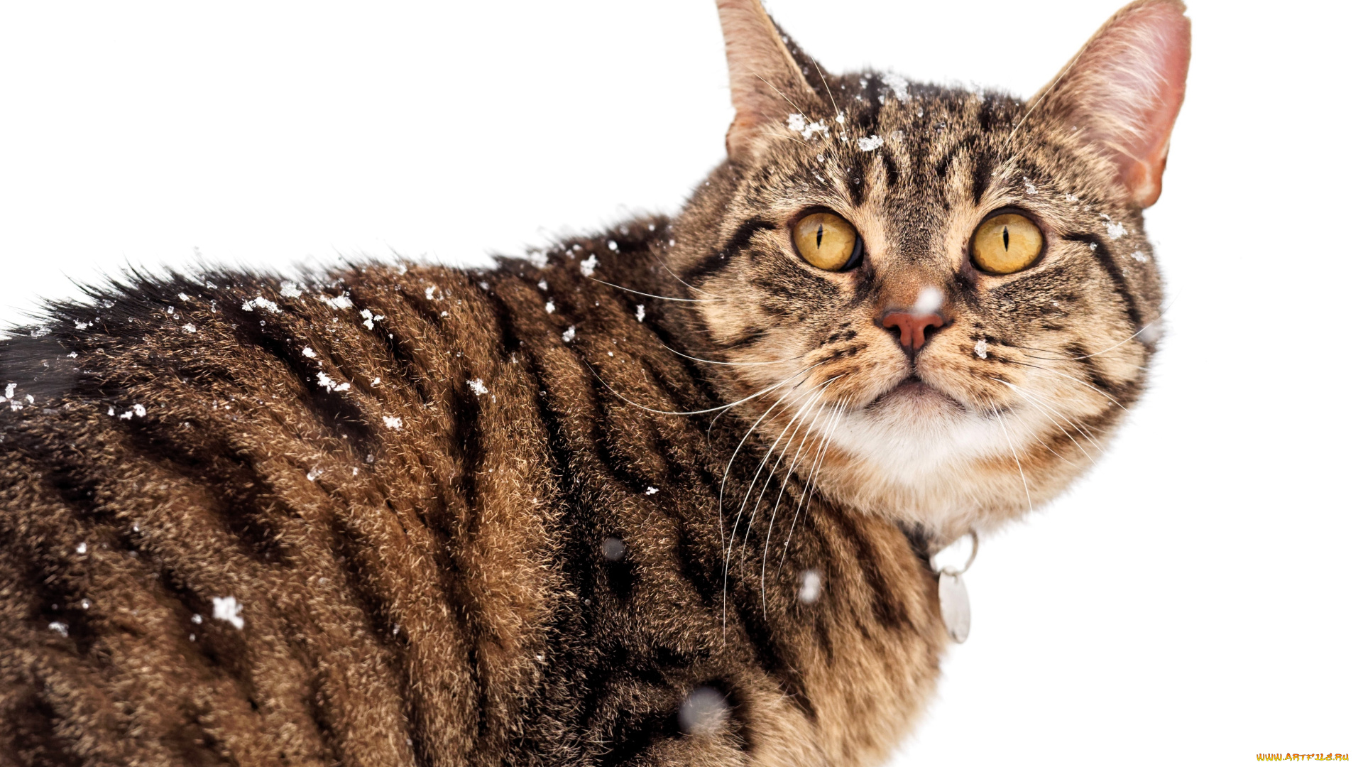 животные, коты, кот, полосатый, снег, зима