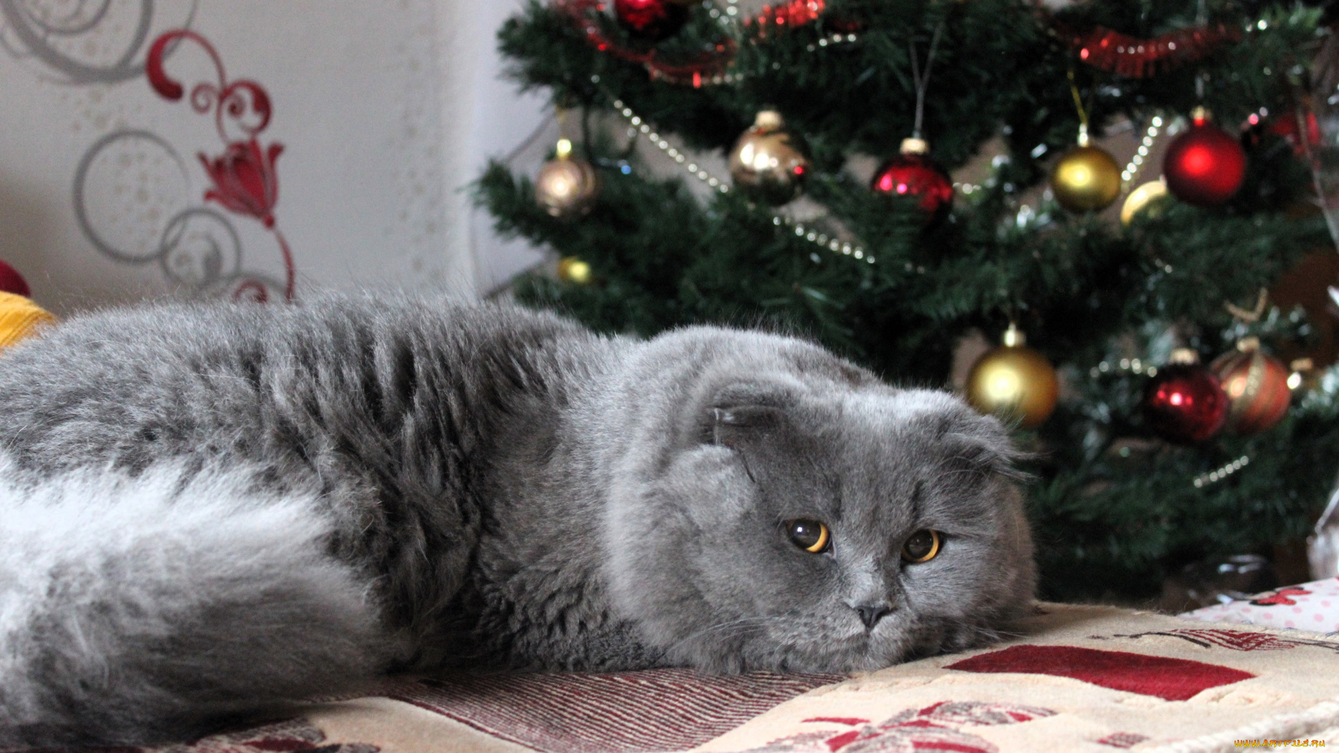 животные, коты, кот, серый, постель, ёлка, новый, год