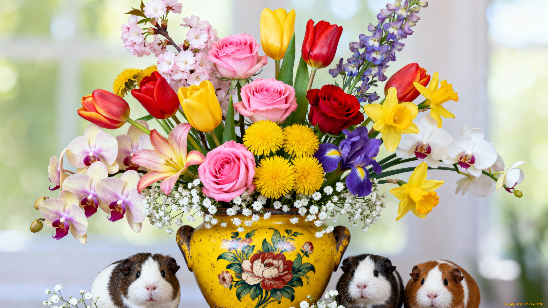 животные, морские, свинки, , хомяки, натюрморт