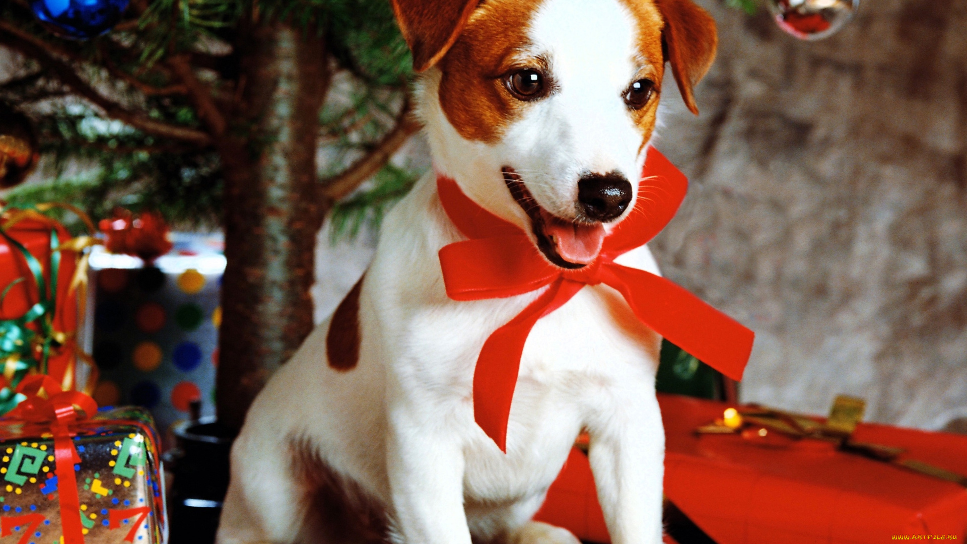 животные, собаки, собака, джек-рассел, терьер, бант, подарки, ёлка, новый, год