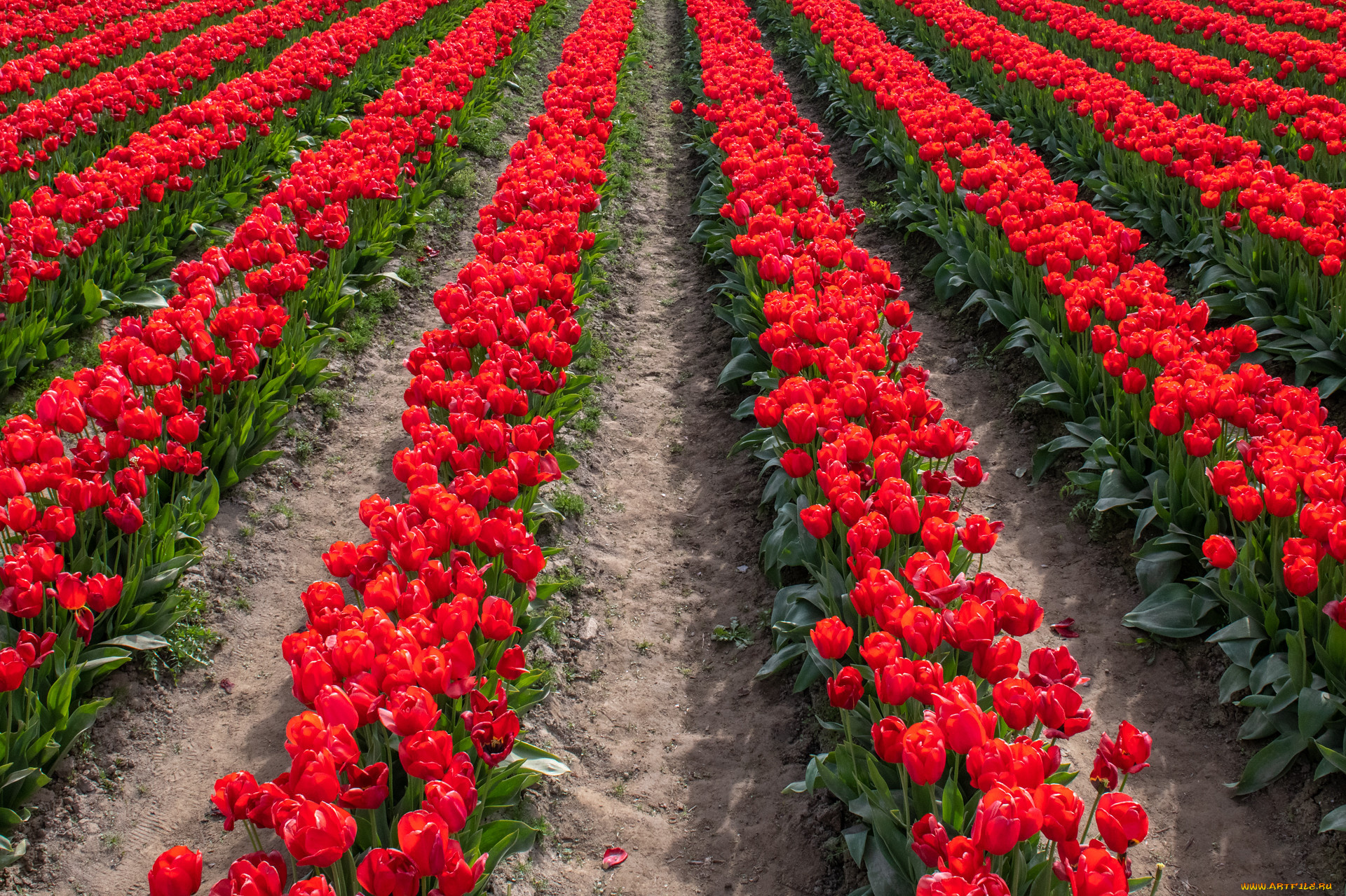 цветы, тюльпаны