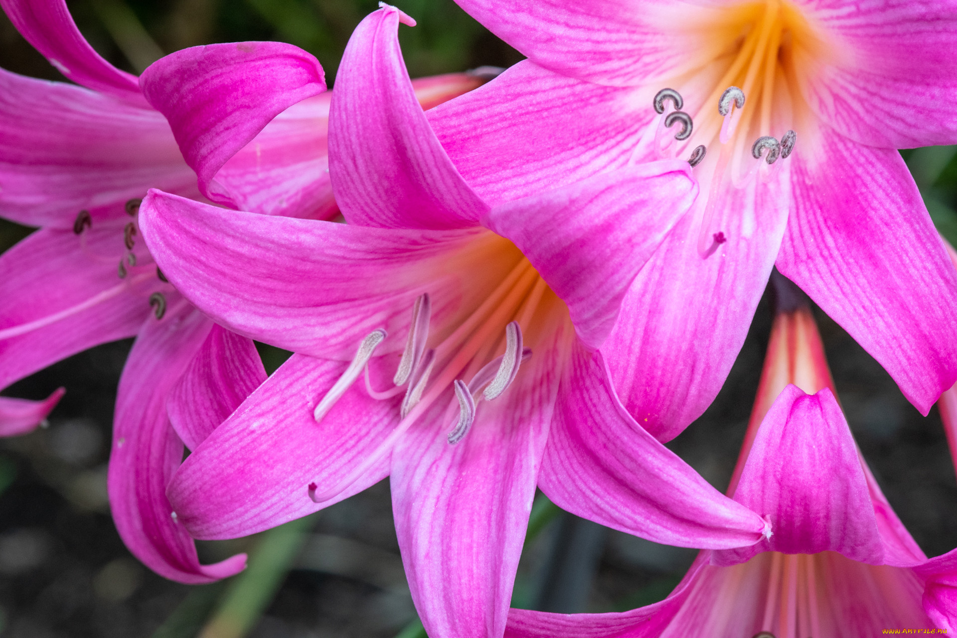 цветы, лилии, , лилейники