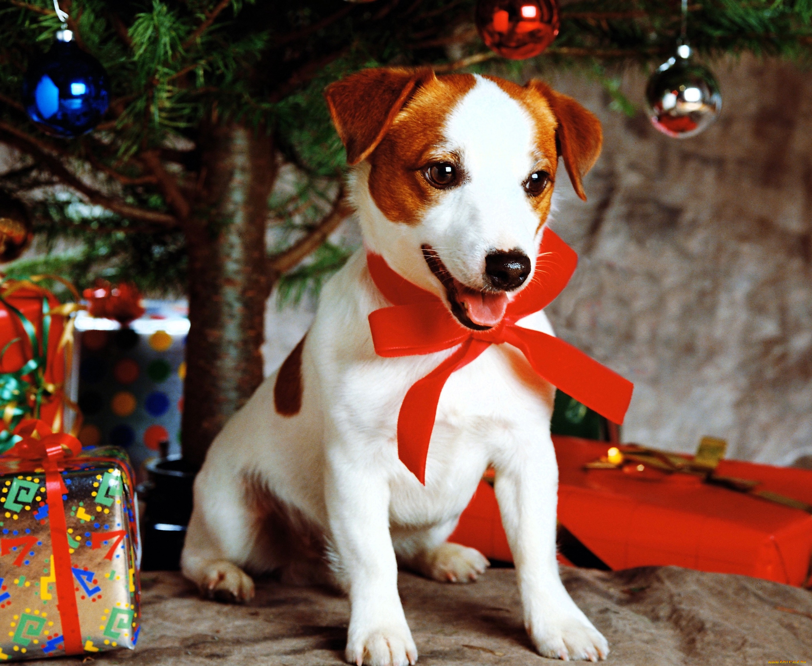 животные, собаки, собака, джек-рассел, терьер, бант, подарки, ёлка, новый, год
