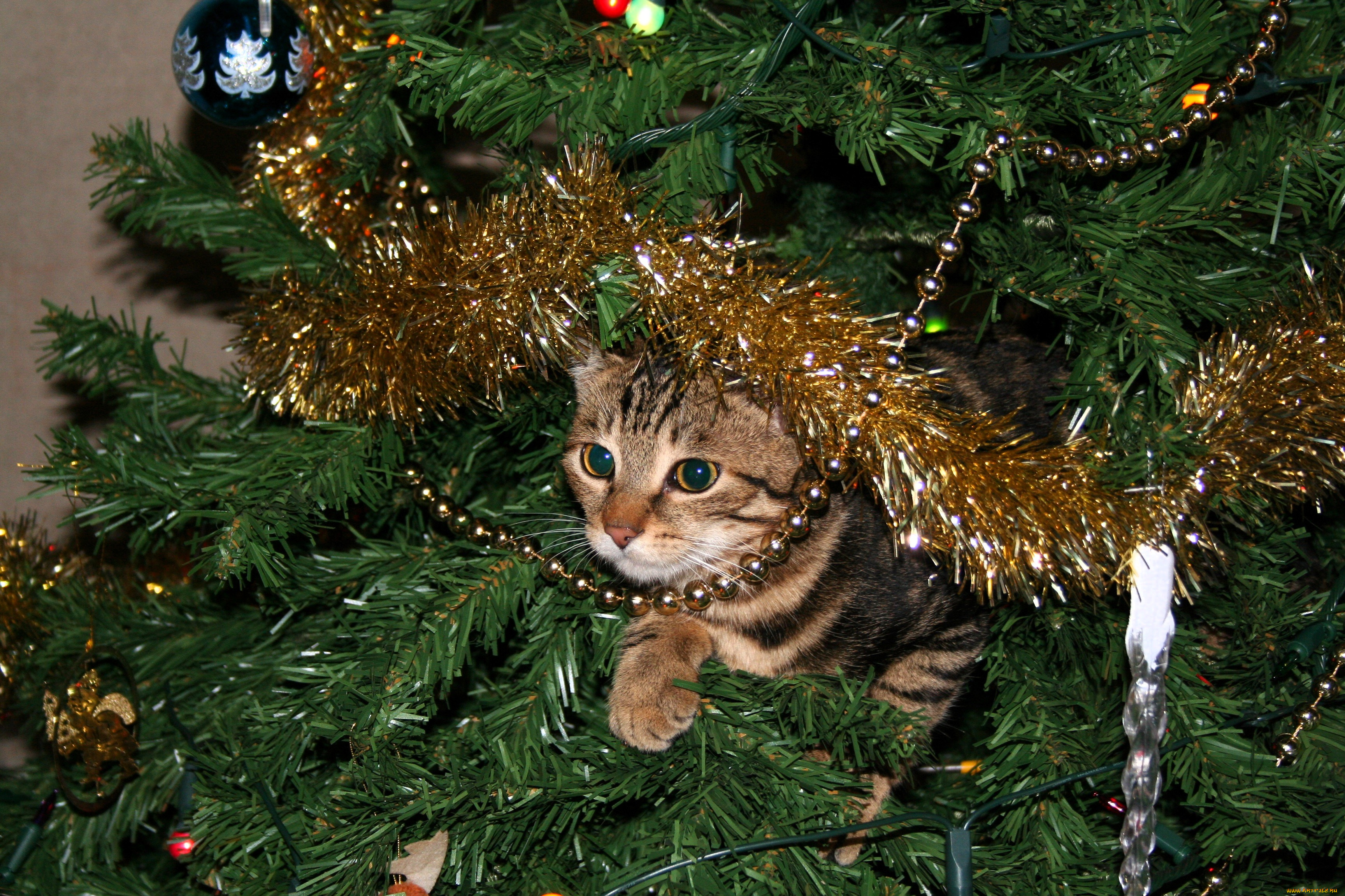 животные, коты, кот, ёлка, украшения, новый, год