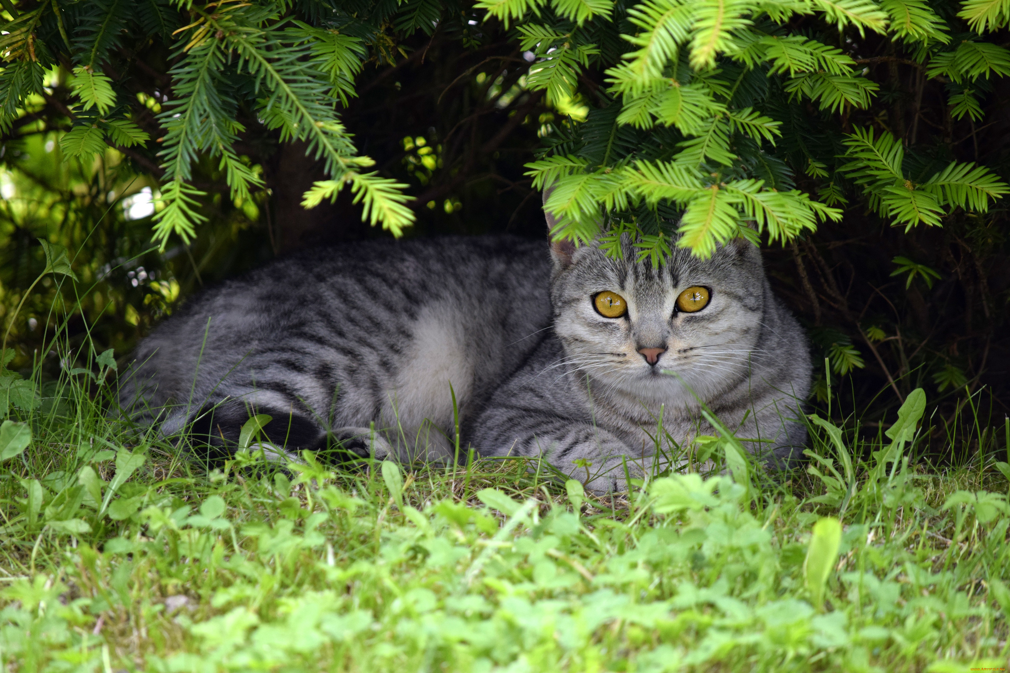 животные, коты, кот, кошка