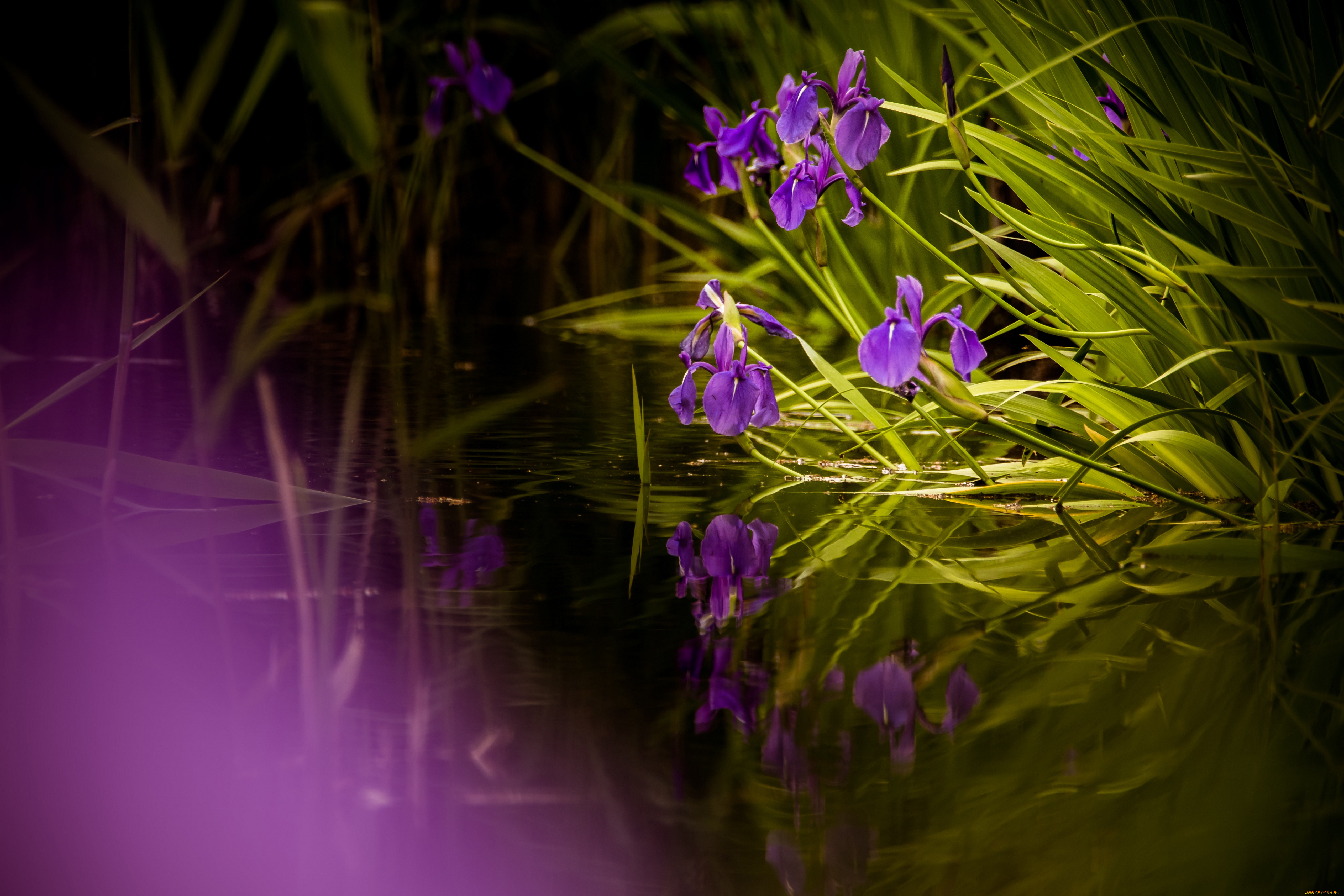 цветы, ирисы