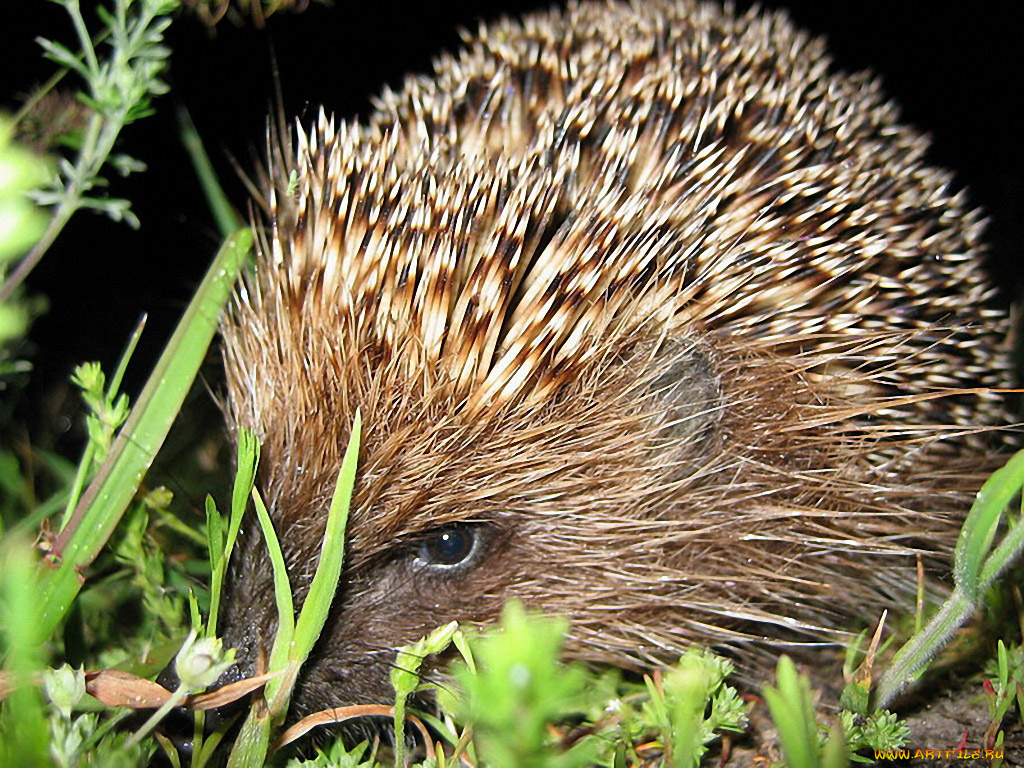 alexus, ходють, тут, всякие, животные, ежи