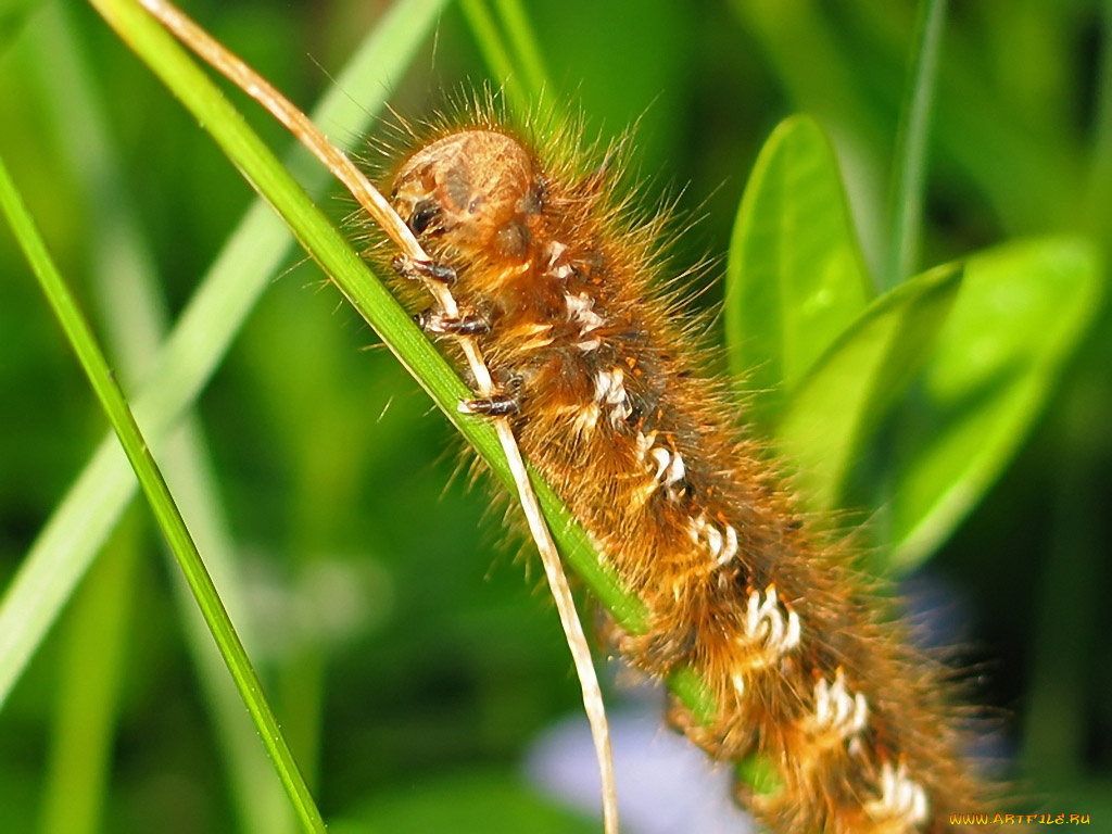 arnold, на, солнышке, животные, гусеницы