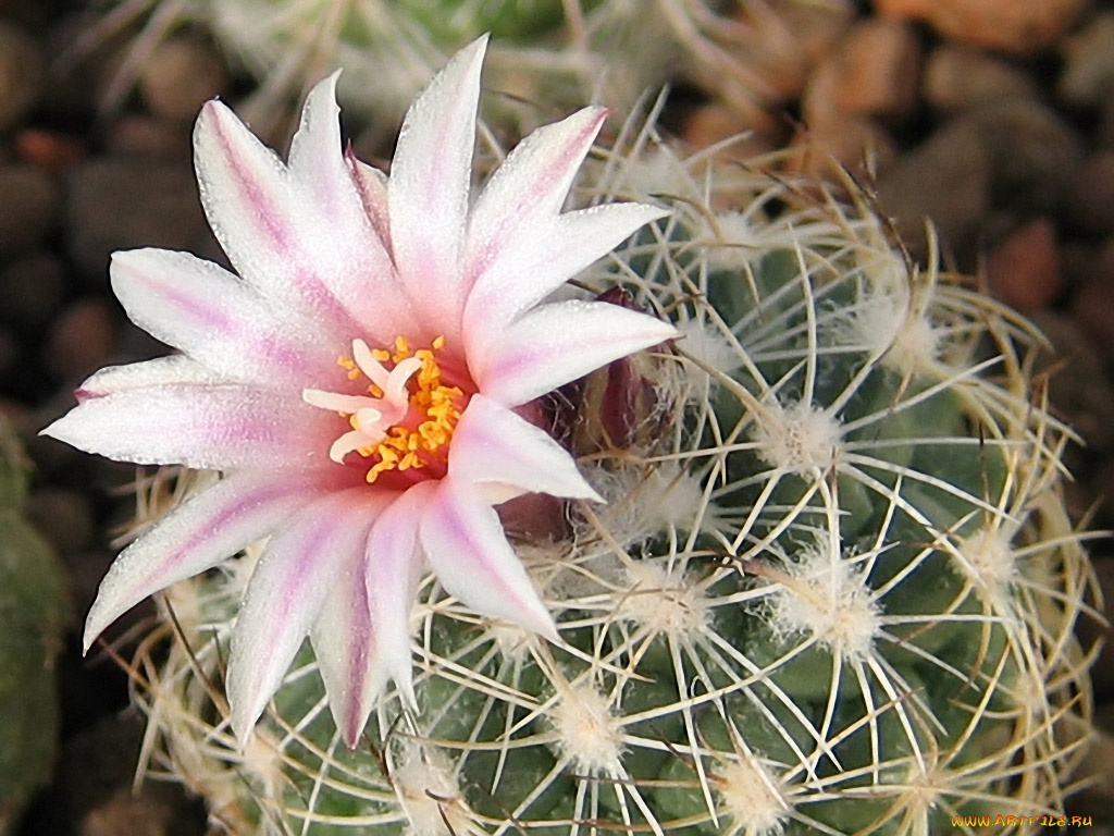 arnold, весенний, цветок, цветы, кактусы