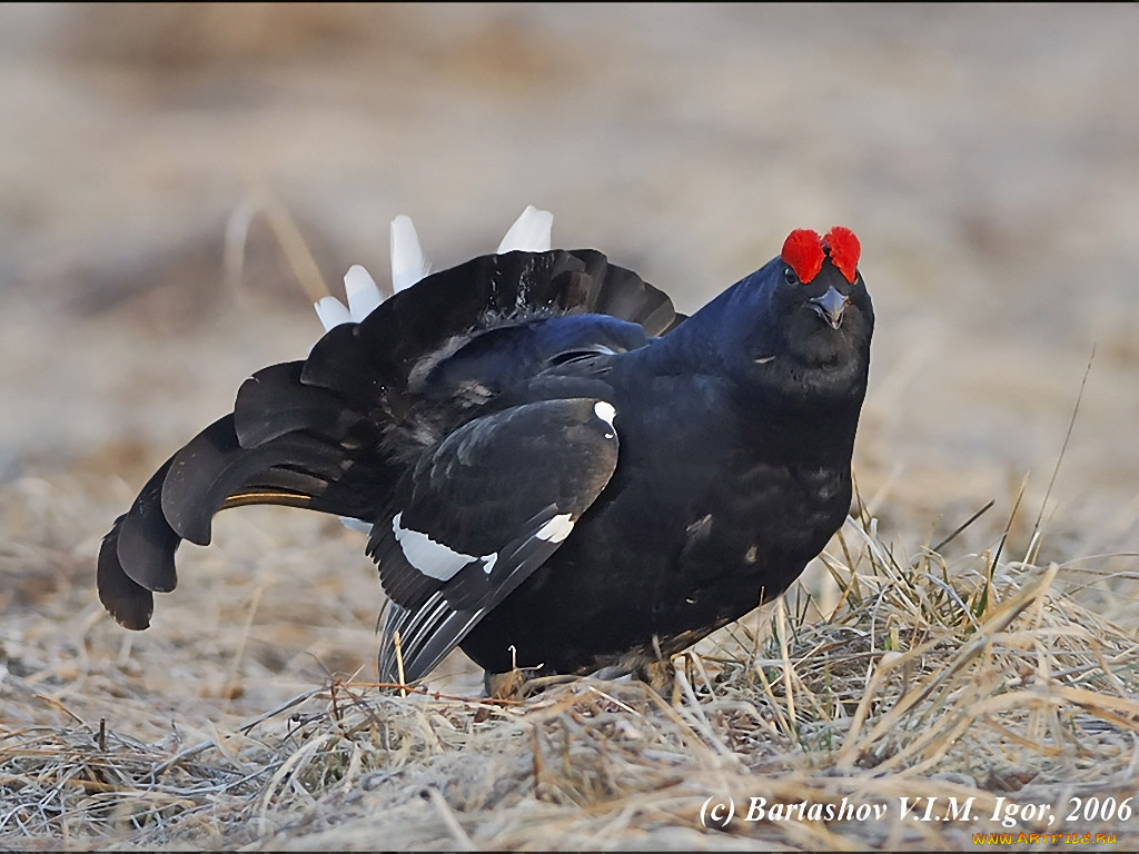 bartashov, igor, барон, полей, животные, глухари, тетерева, фазаны