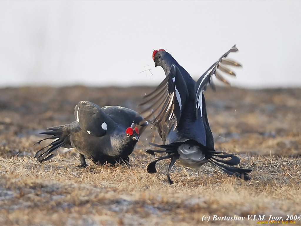 bartashov, igor, бои, без, шуток, животные, глухари, тетерева, фазаны