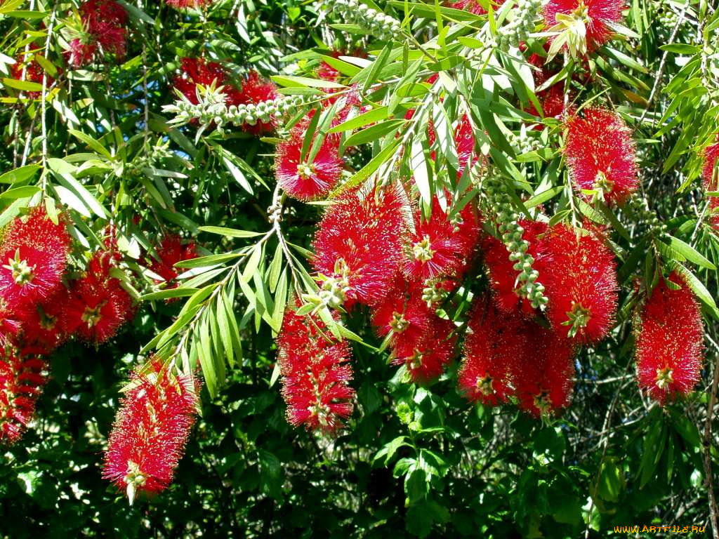 цветы, каллистемон