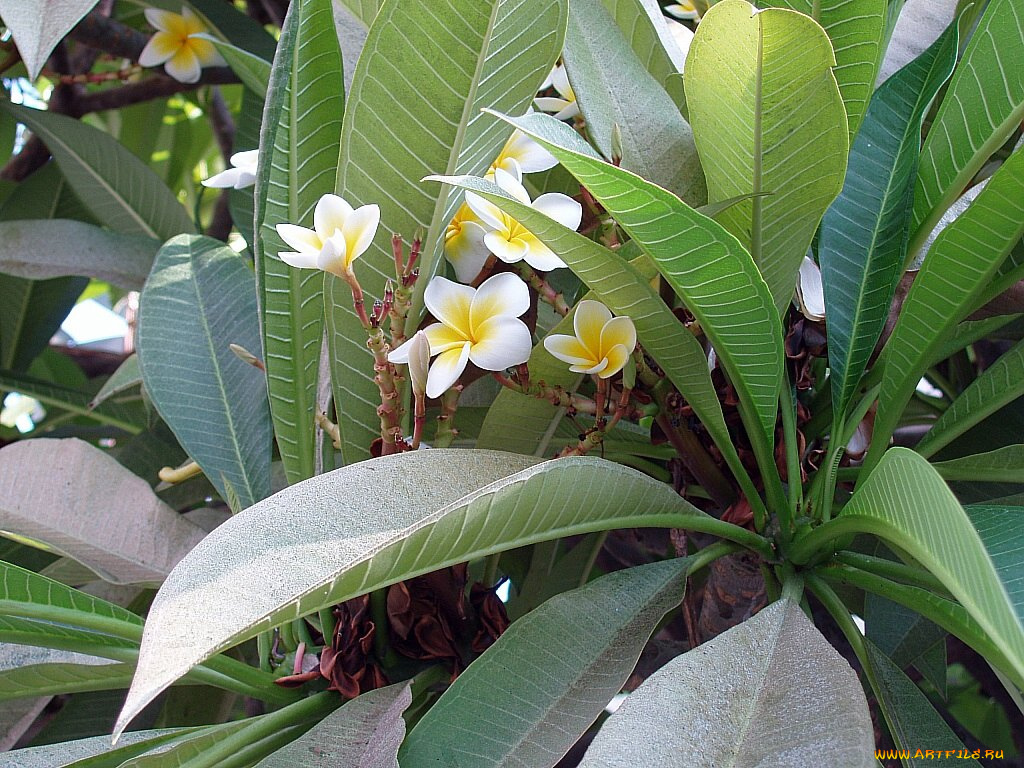 цветы, плюмерия