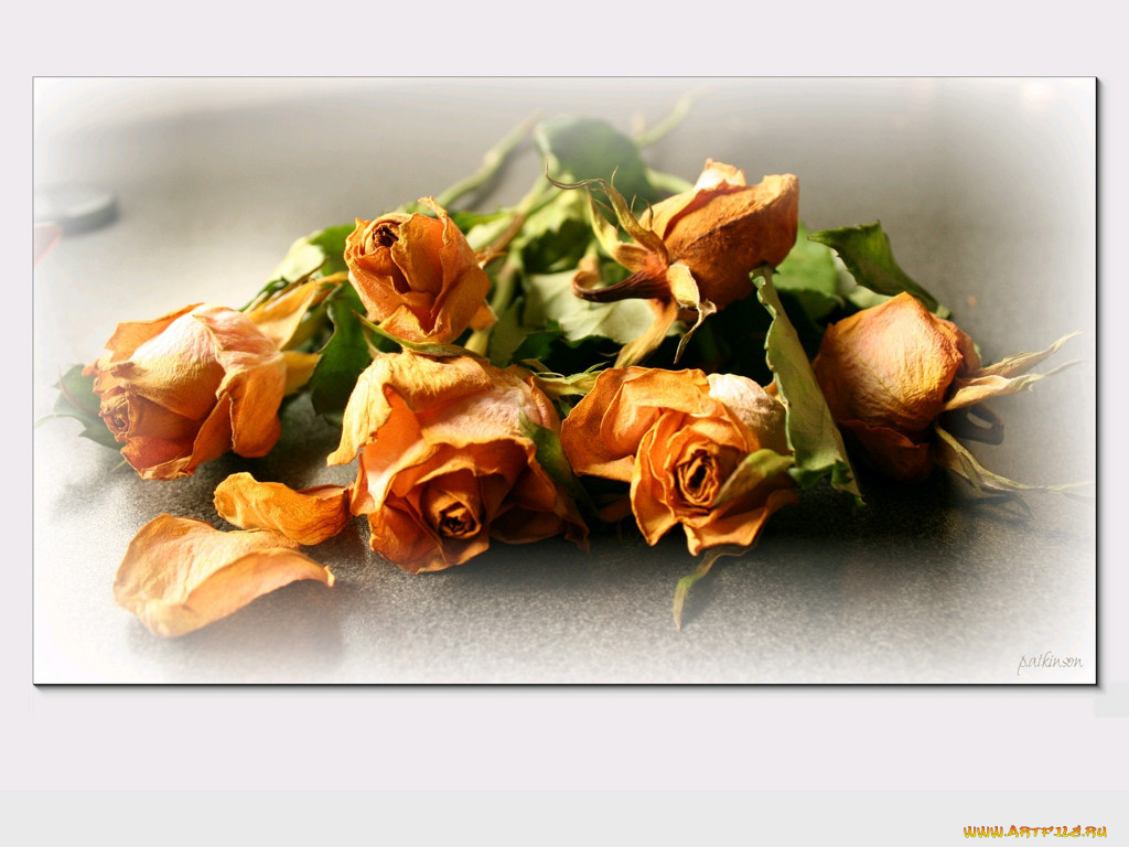 цветы, розы