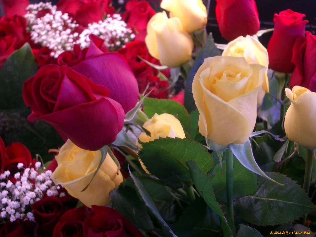 цветы, розы