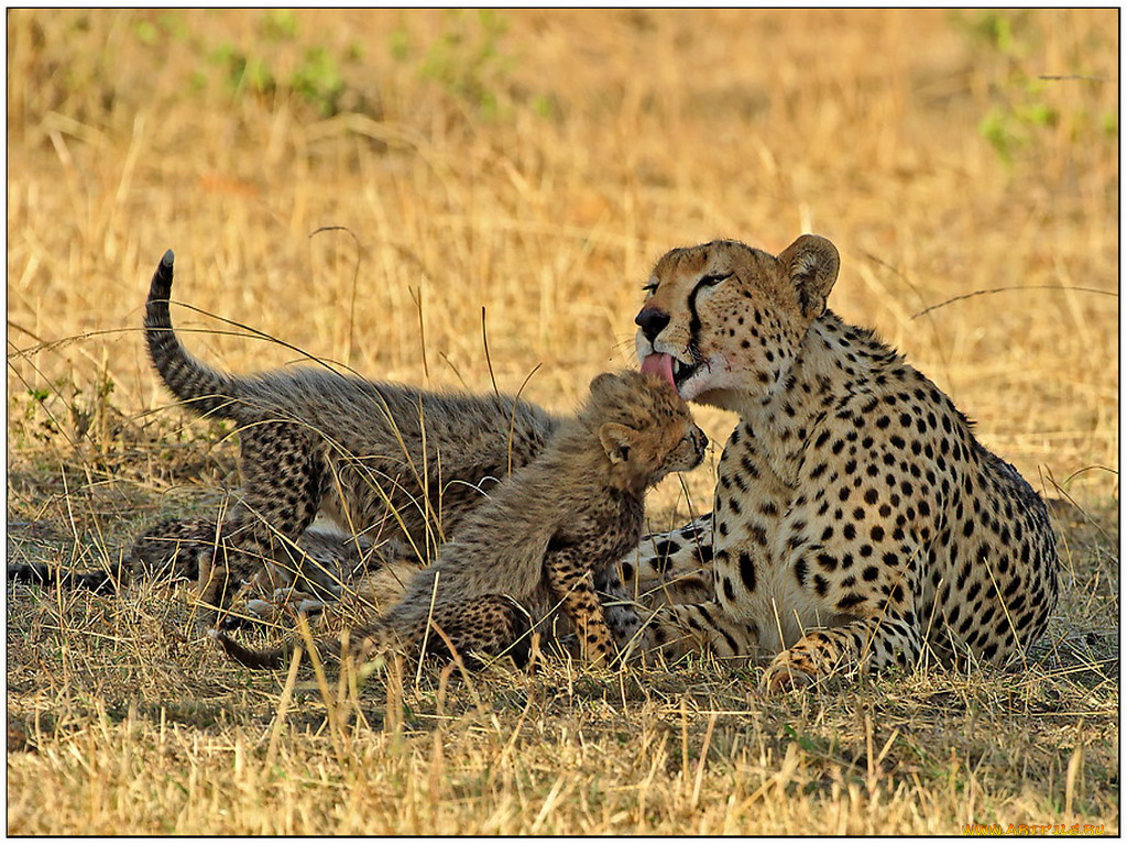 животные, гепарды