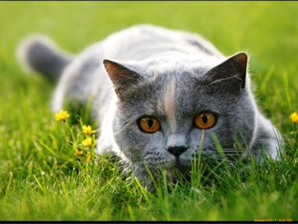 животные, коты