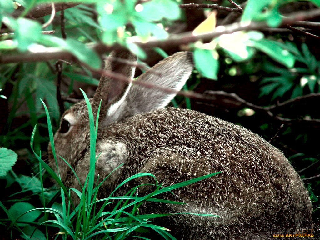 животные, кролики, зайцы
