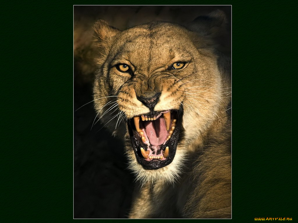 животные, львы