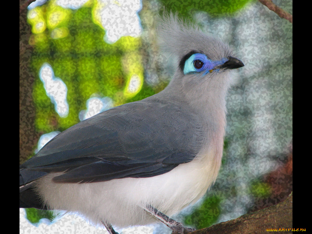 животные, птицы